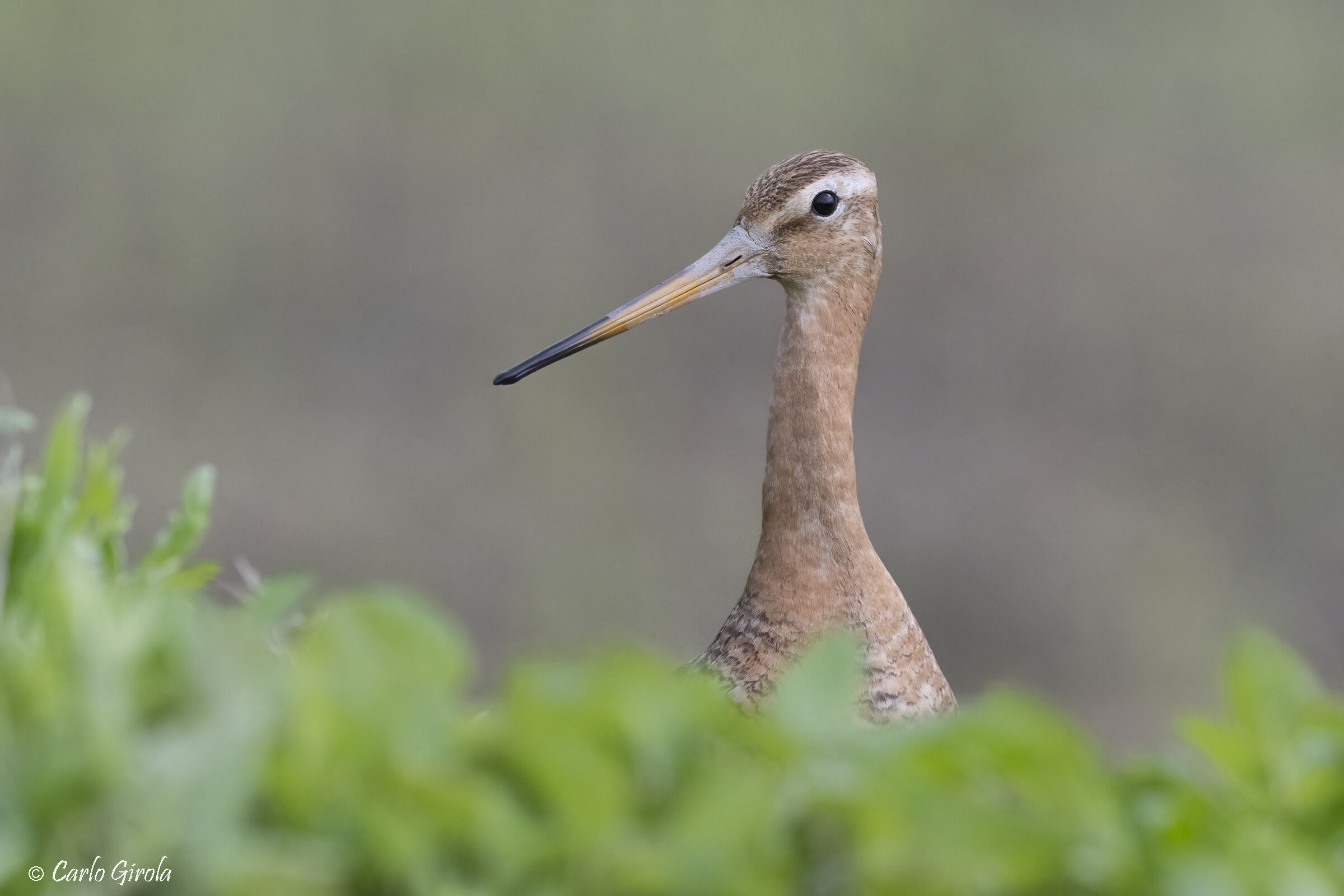 Pittima reale (Limosa limosa)