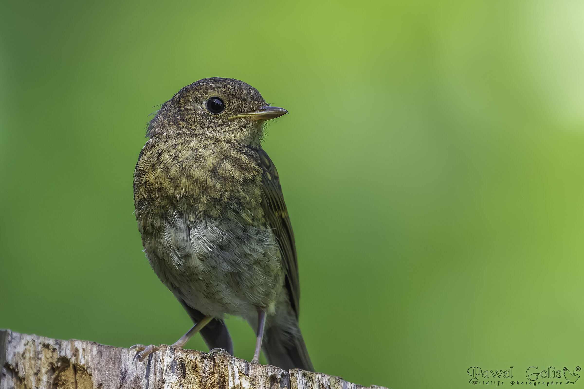 Pettirosso giovane (Erithacus rubecula)