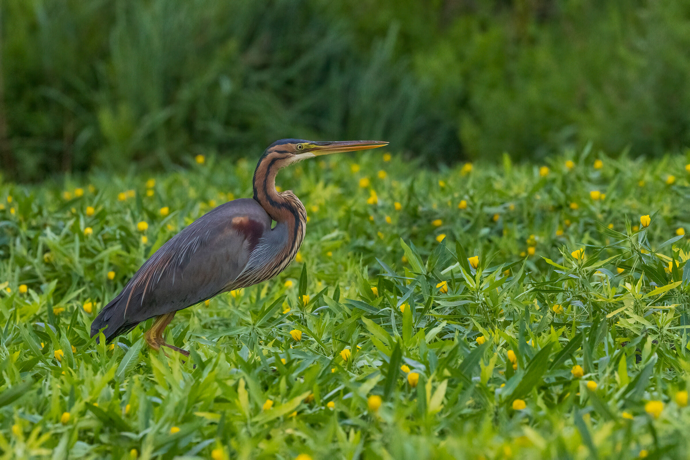 Airone rosso tra la Ludwigia in fiore
