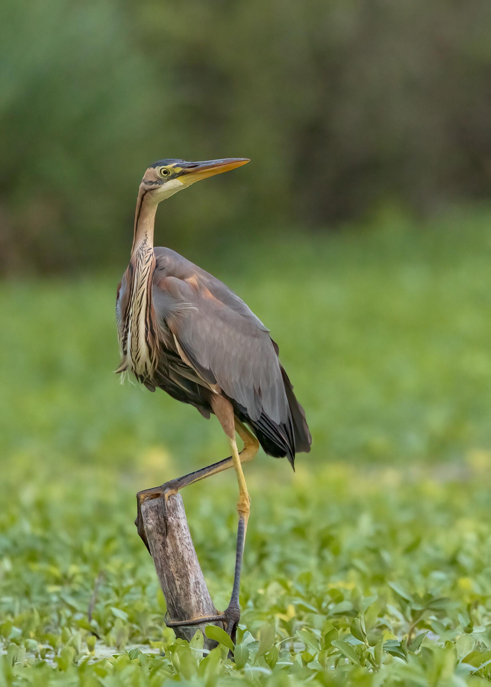Airone rosso "in posa"