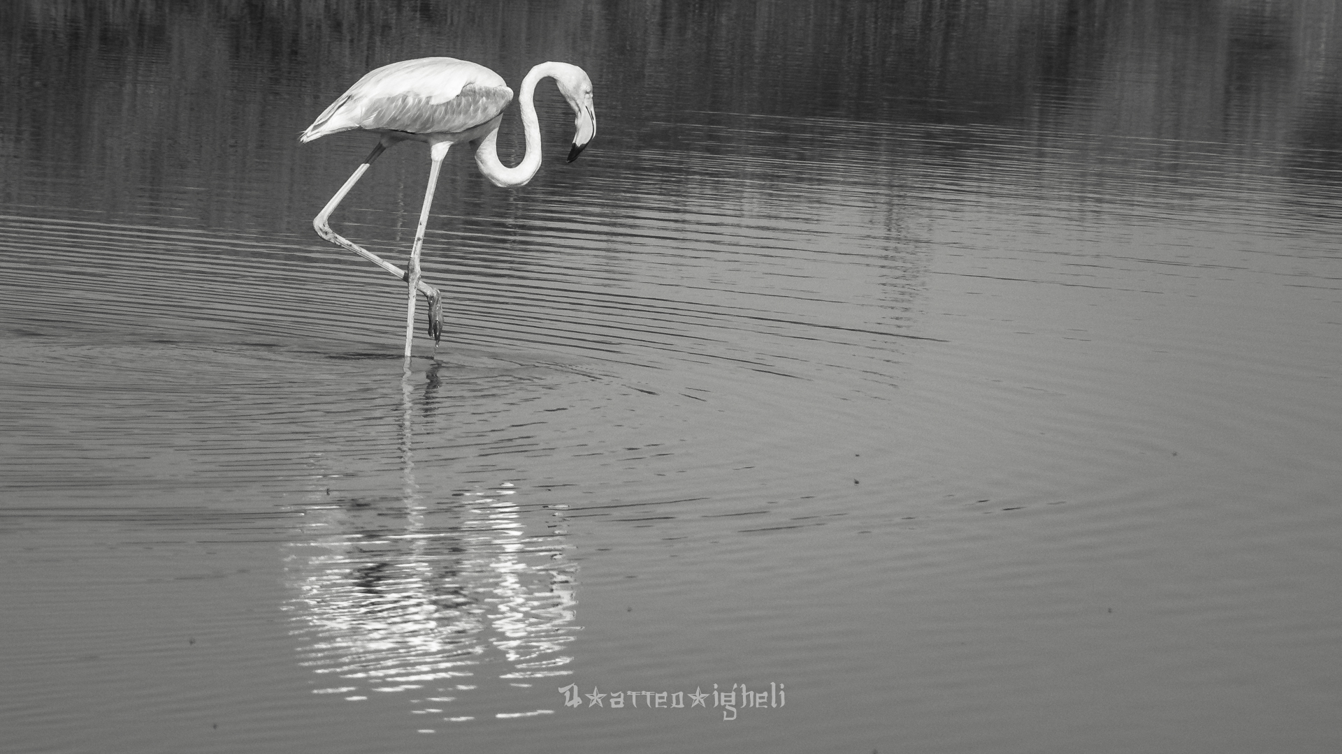 Flamingoes
