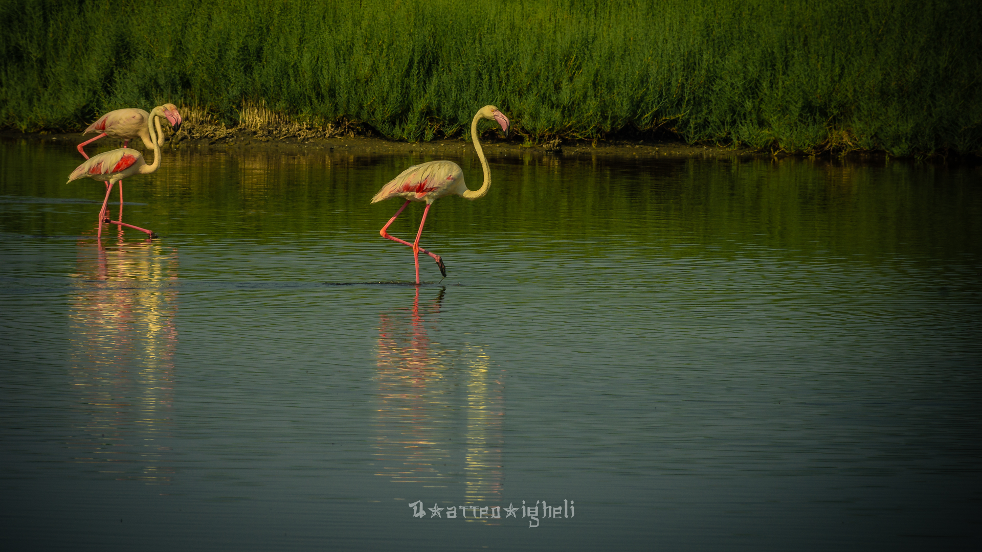 Various flamingos