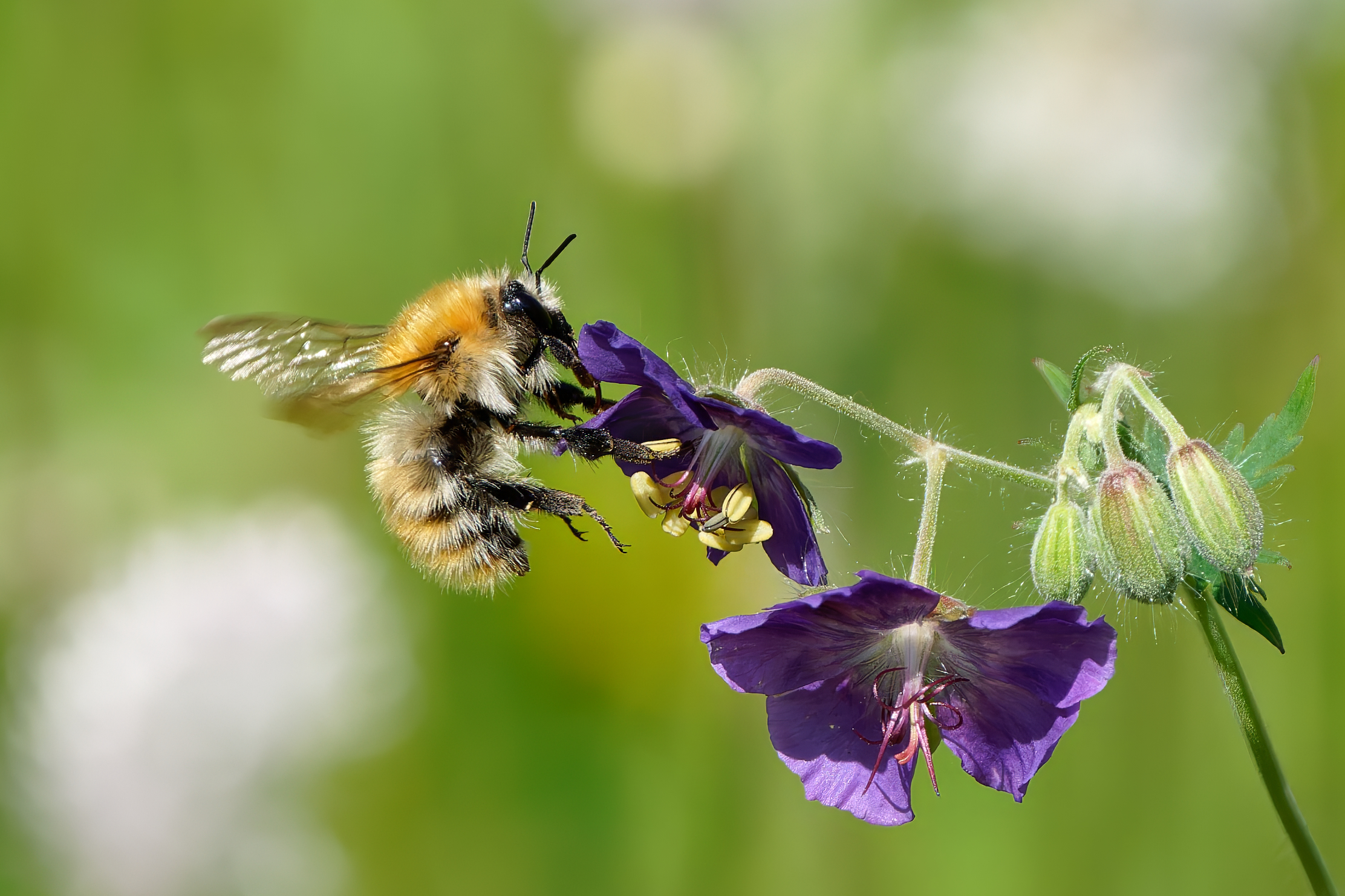 Bombus pascuorum su Geranium pheum