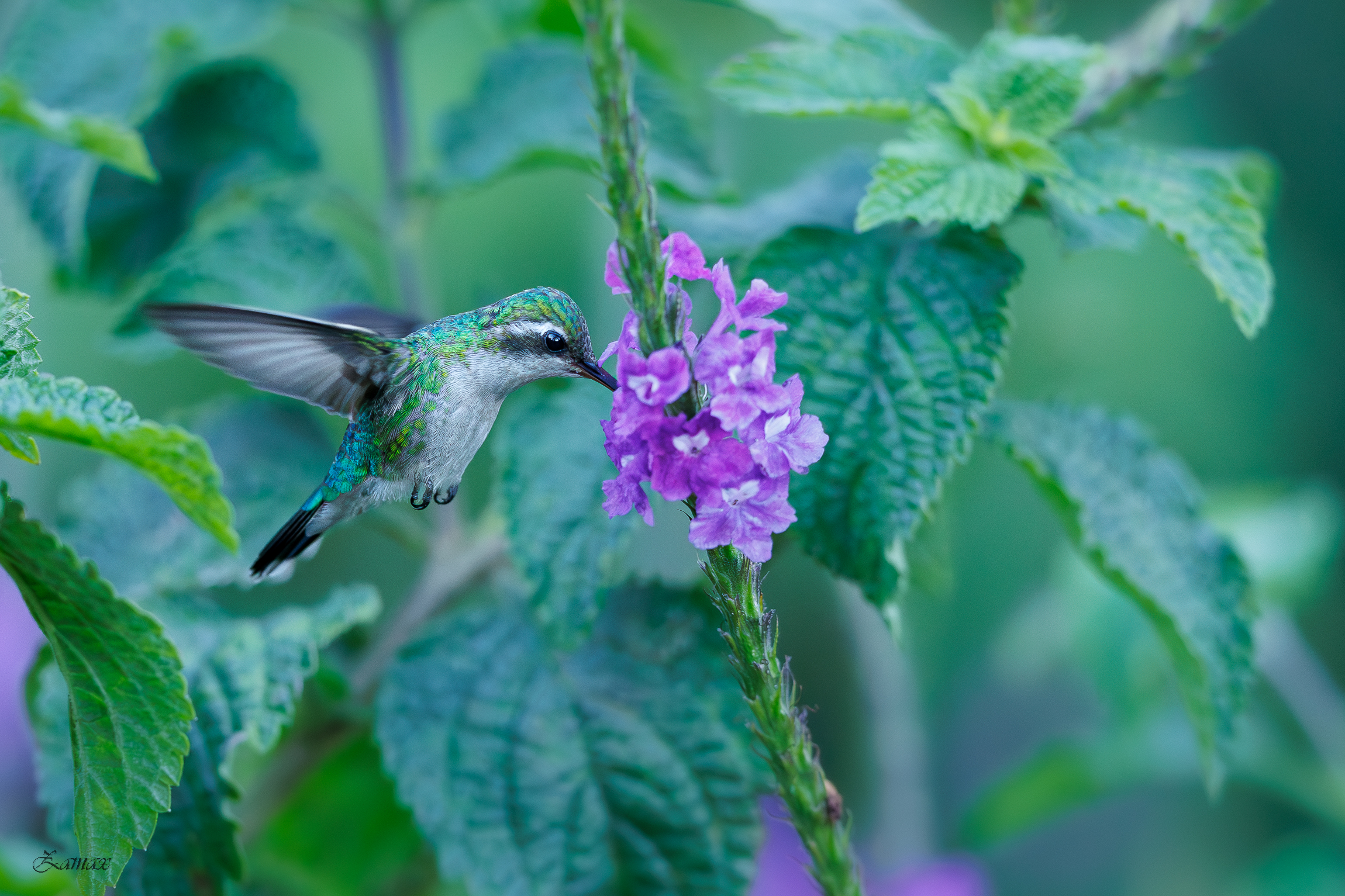 Colibri Smeraldo