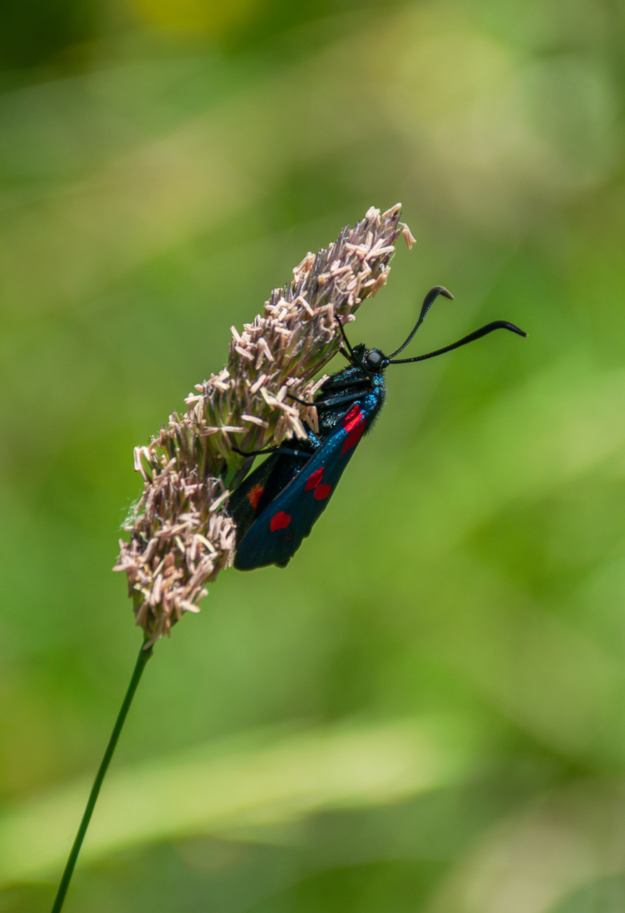 Zyganea filipendulae