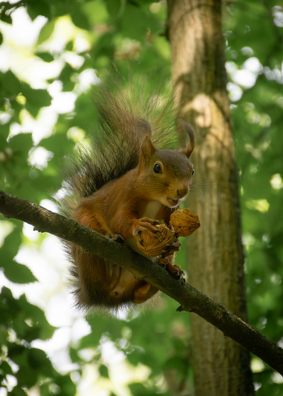Red squirrel