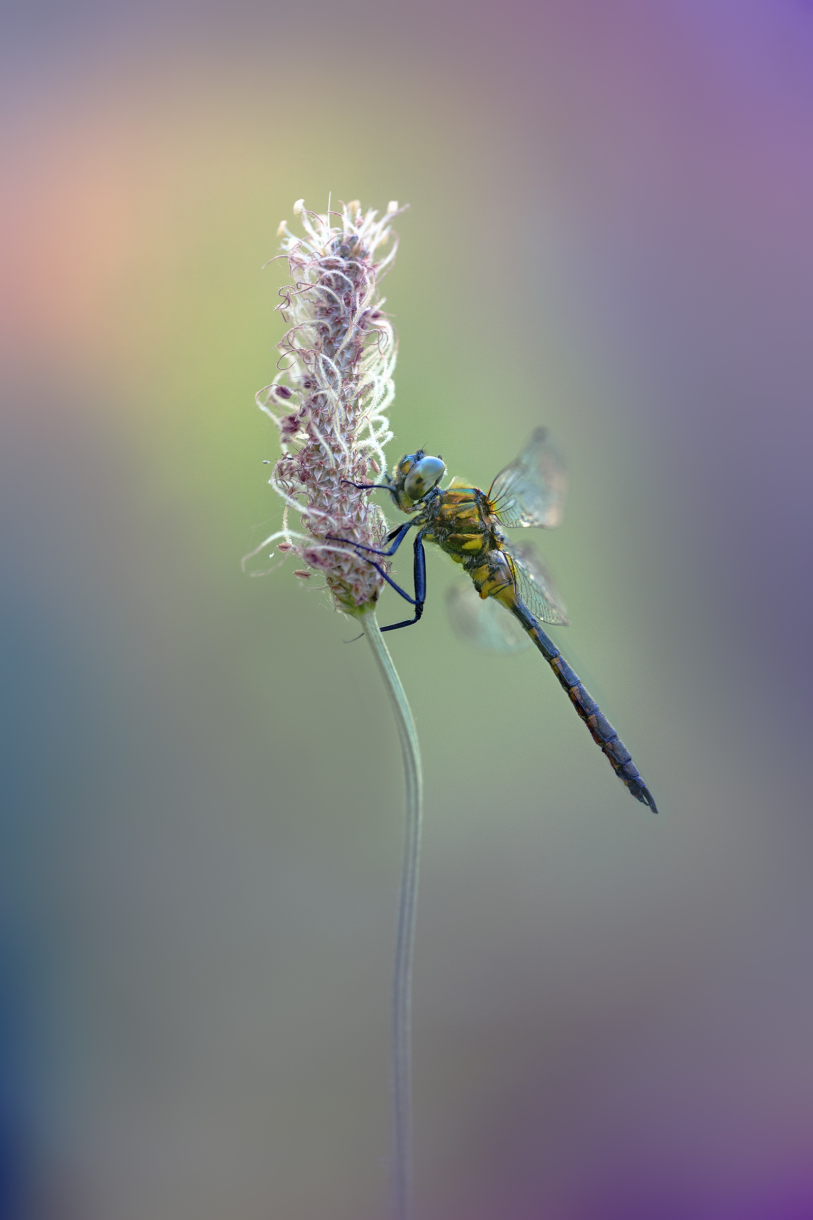 Somatochlora flavomaculata