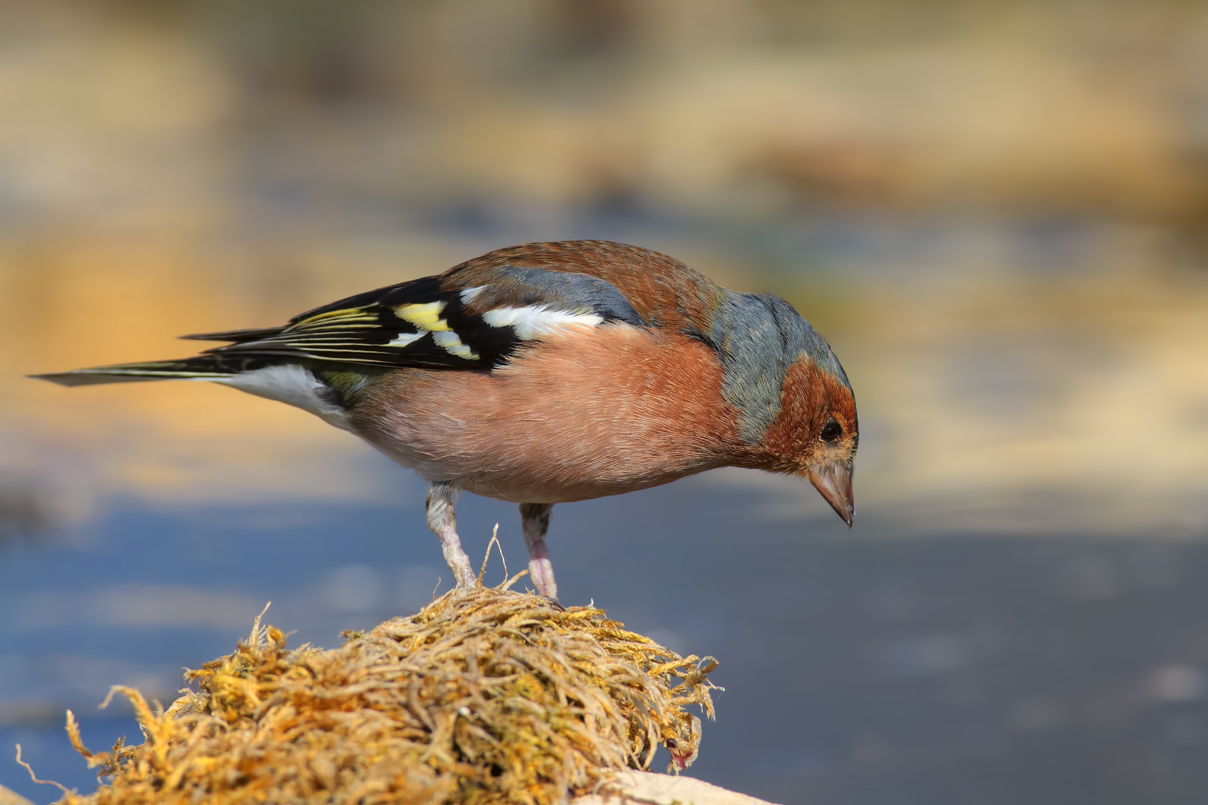 Chaffinch