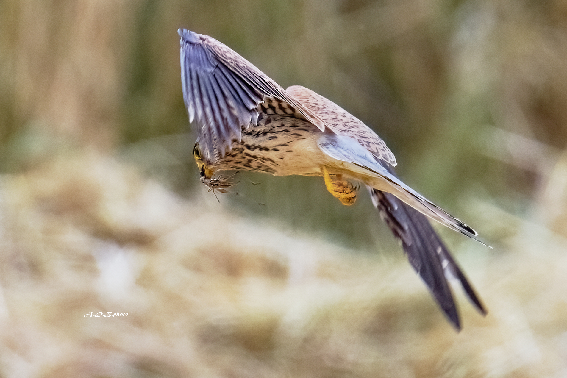 Falco naumanni, detto anche grillaio
