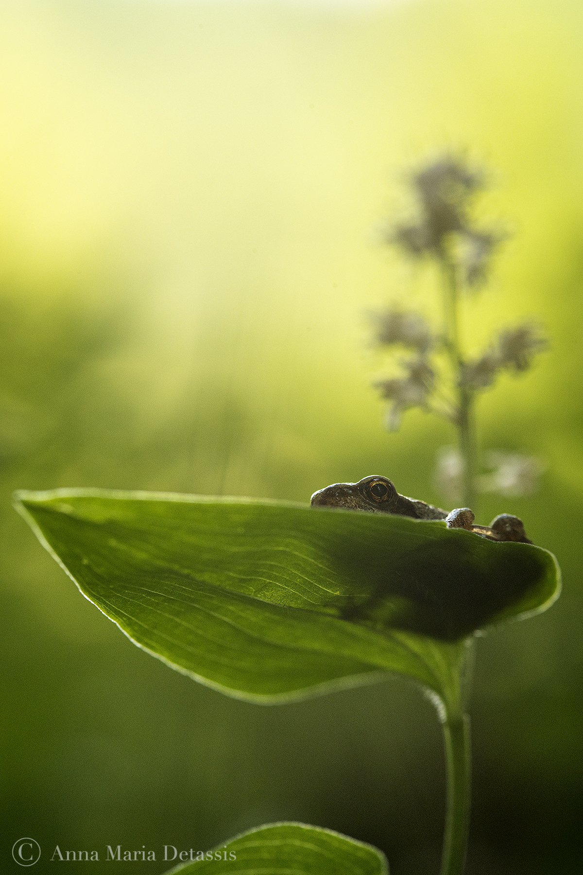 Rana temporaria on Maianthemum bifolium