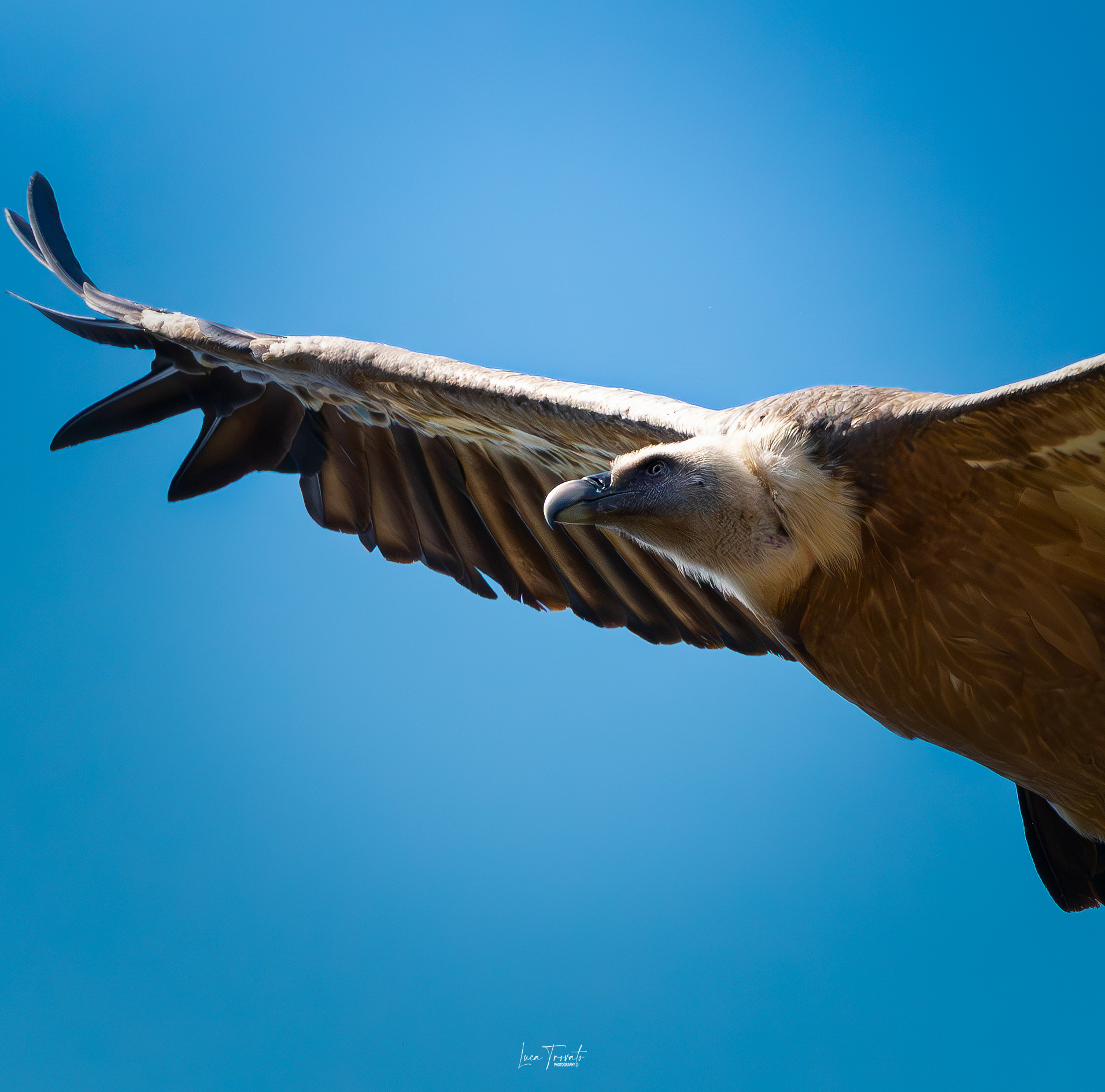 Griffin. Foreground
