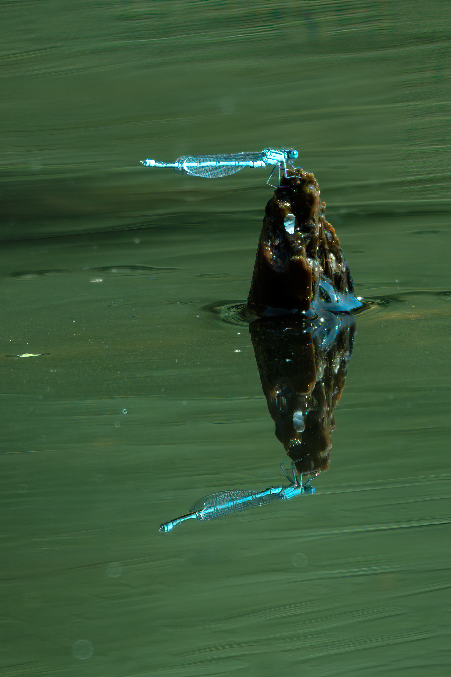 Reflections in the pond