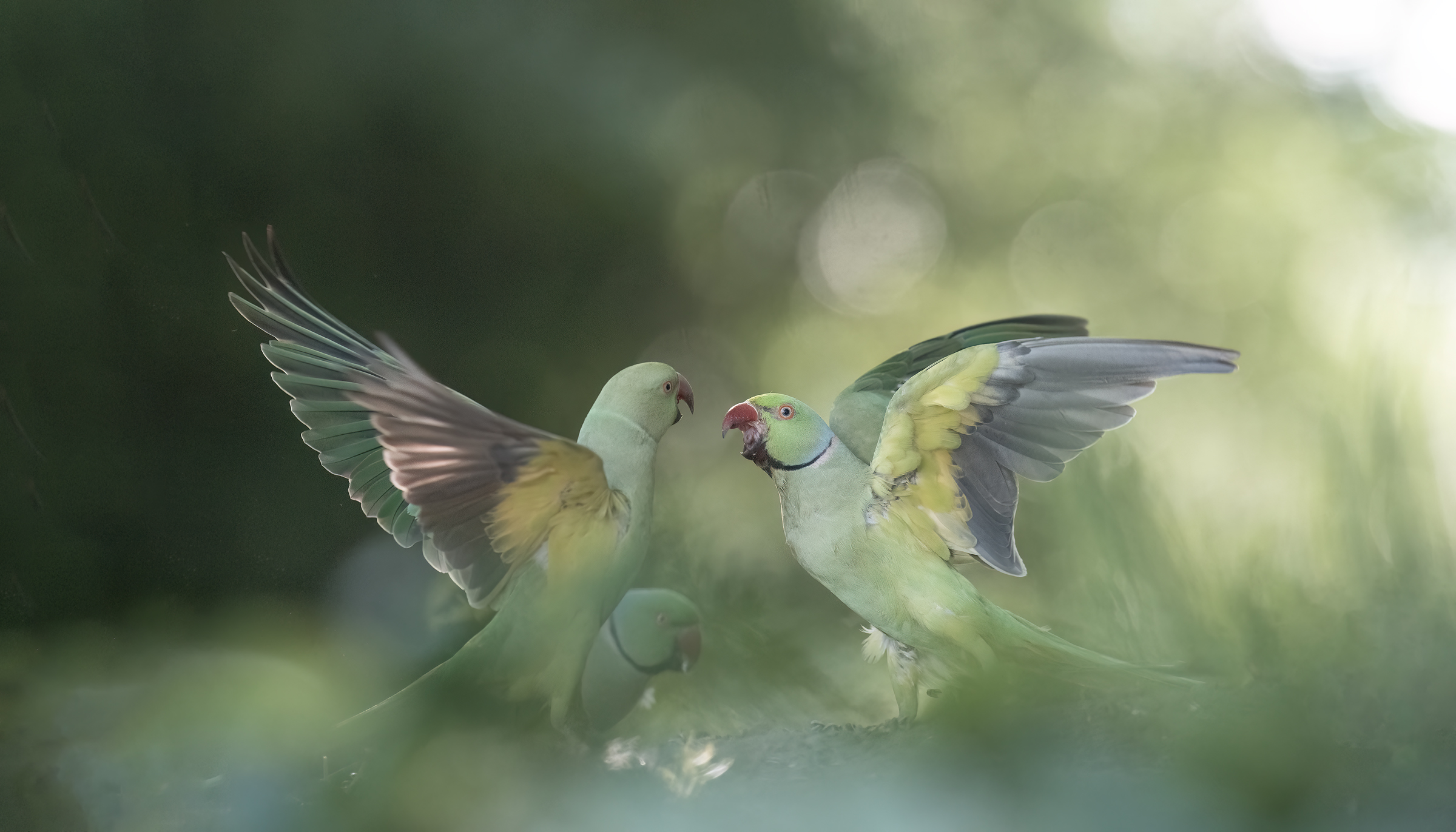 The triangle does not !!!! quarrels between parakeets