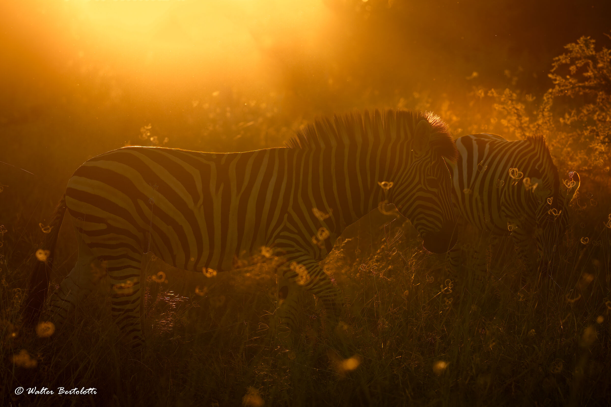 zebre al tramonto