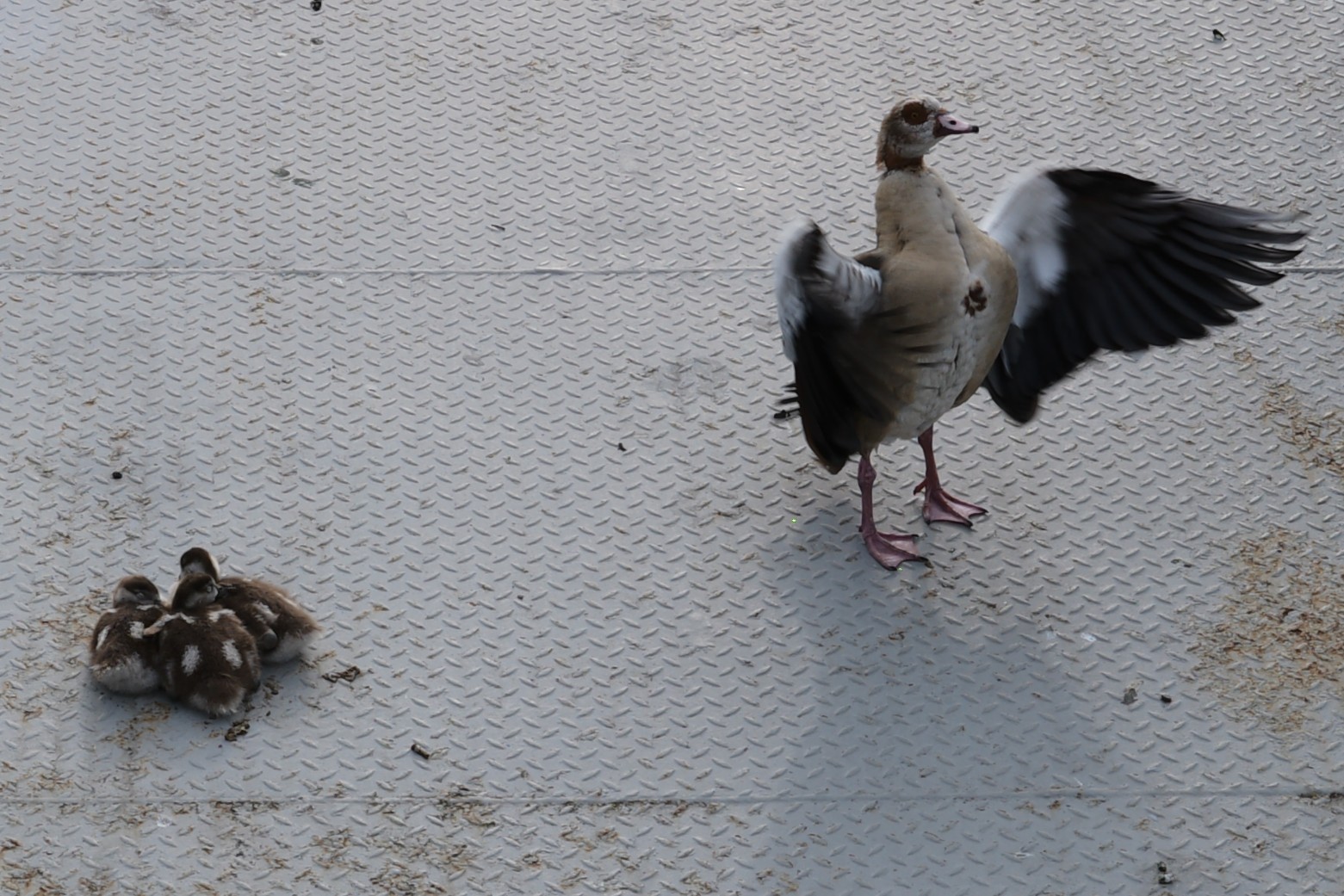 Ci provo a spaventare i turisti
