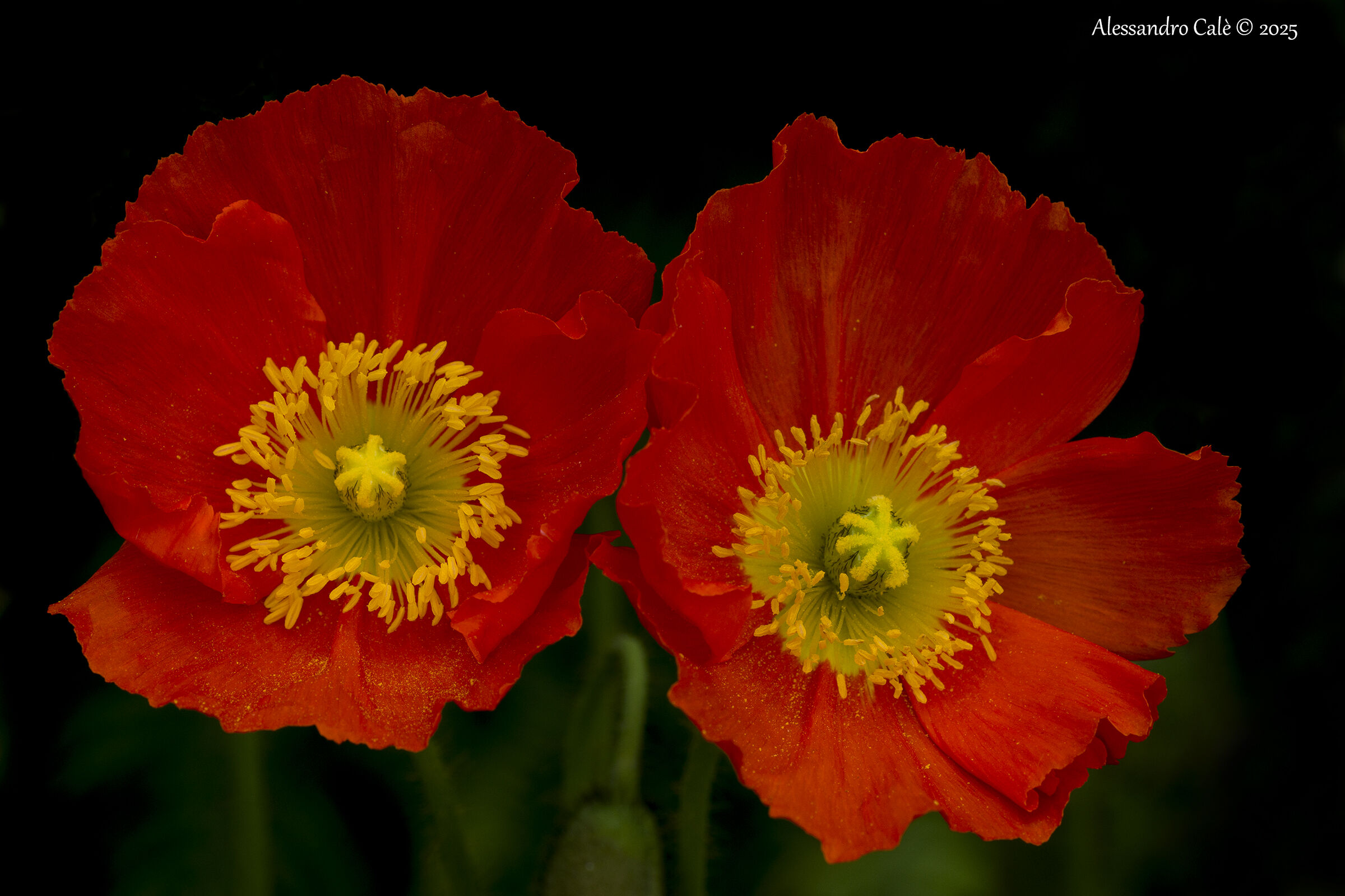 I papaveri dell'isola Bella 8770