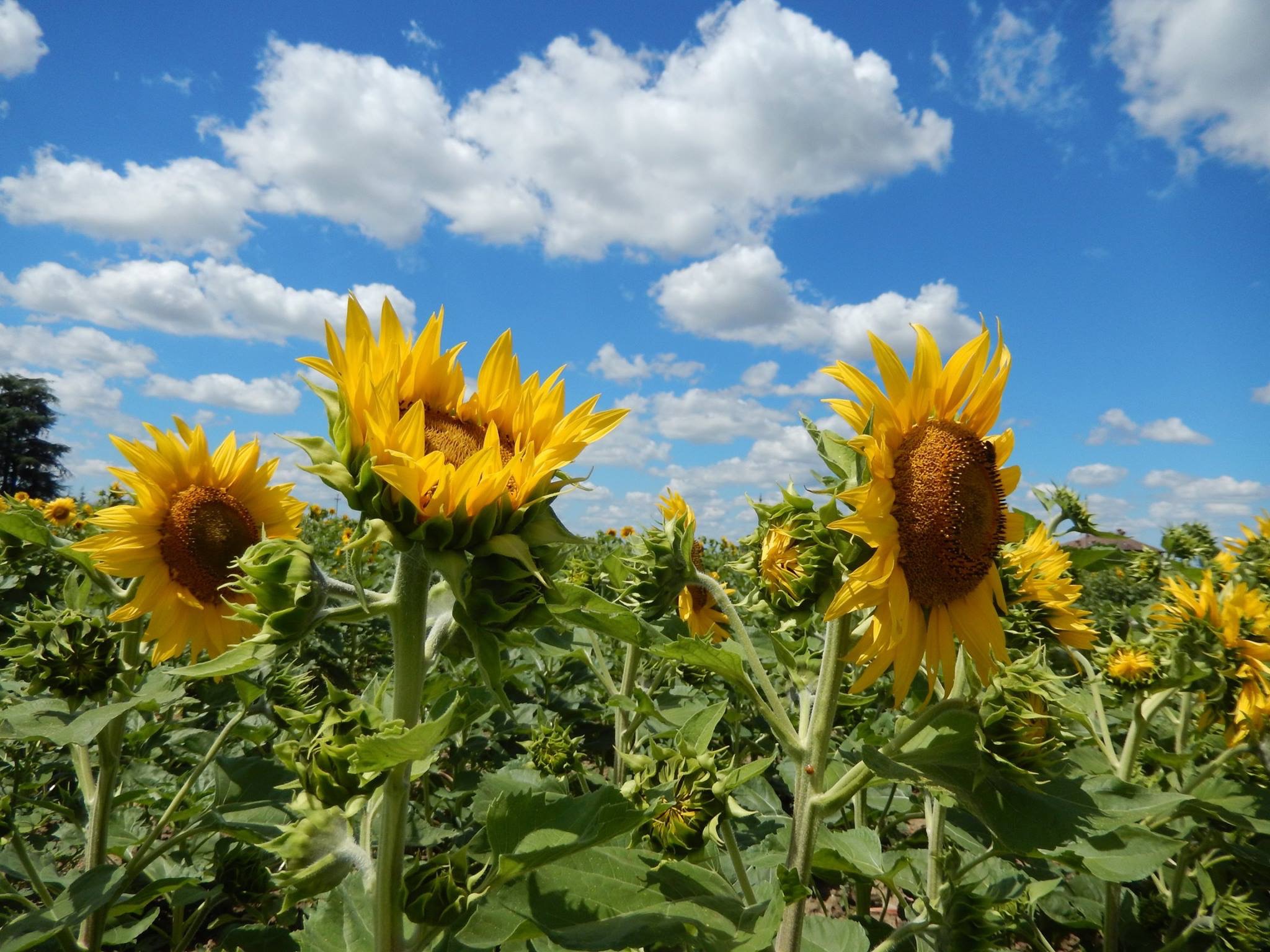 Nuvole e girasoli