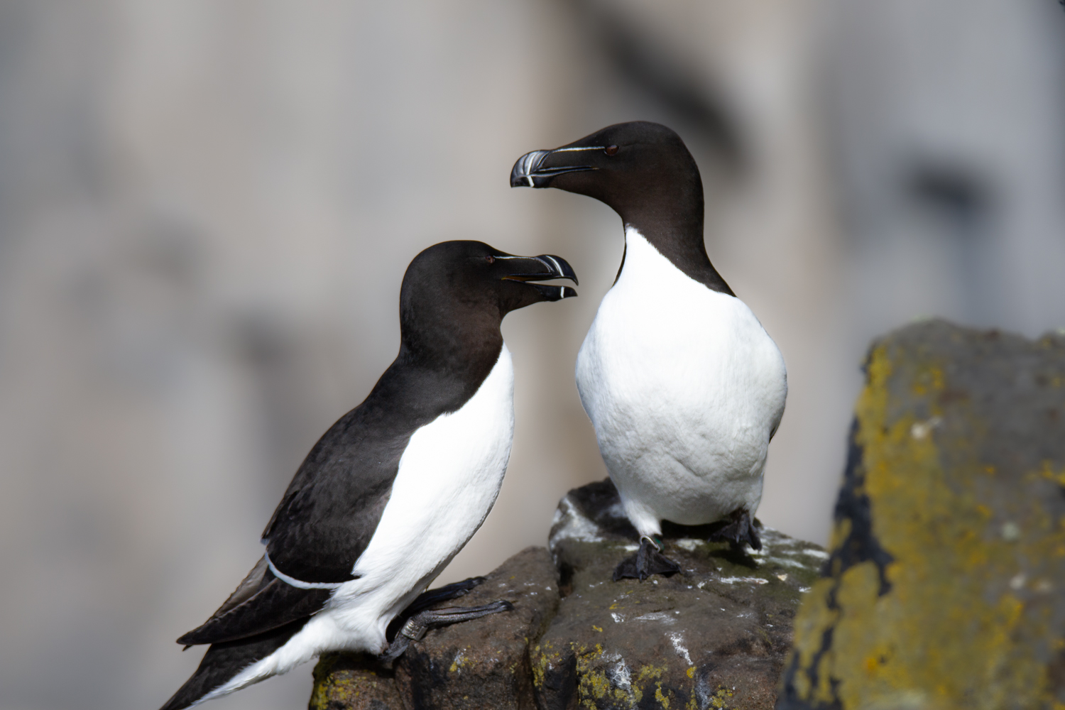 Razorbill
