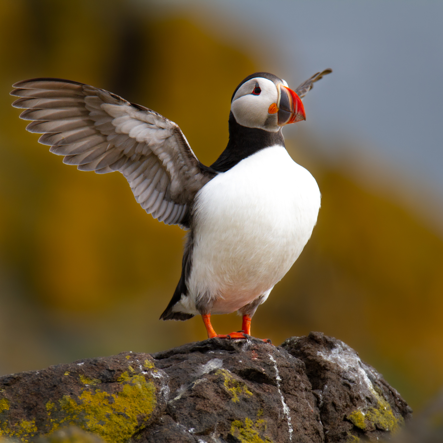 Puffin