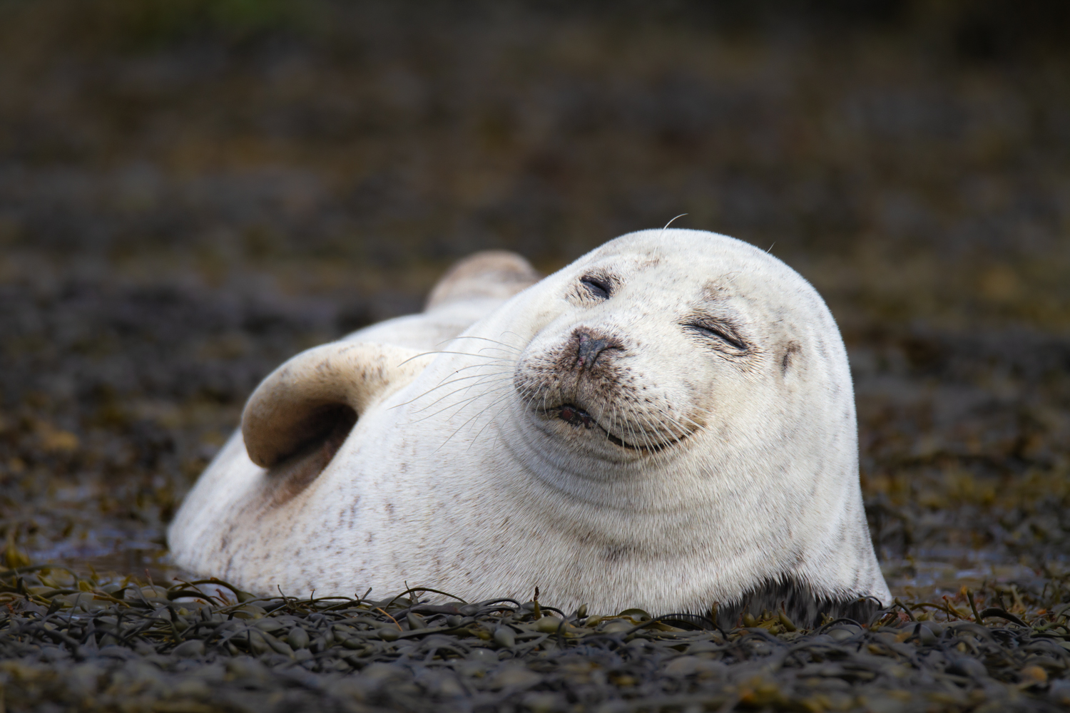Common seal pup