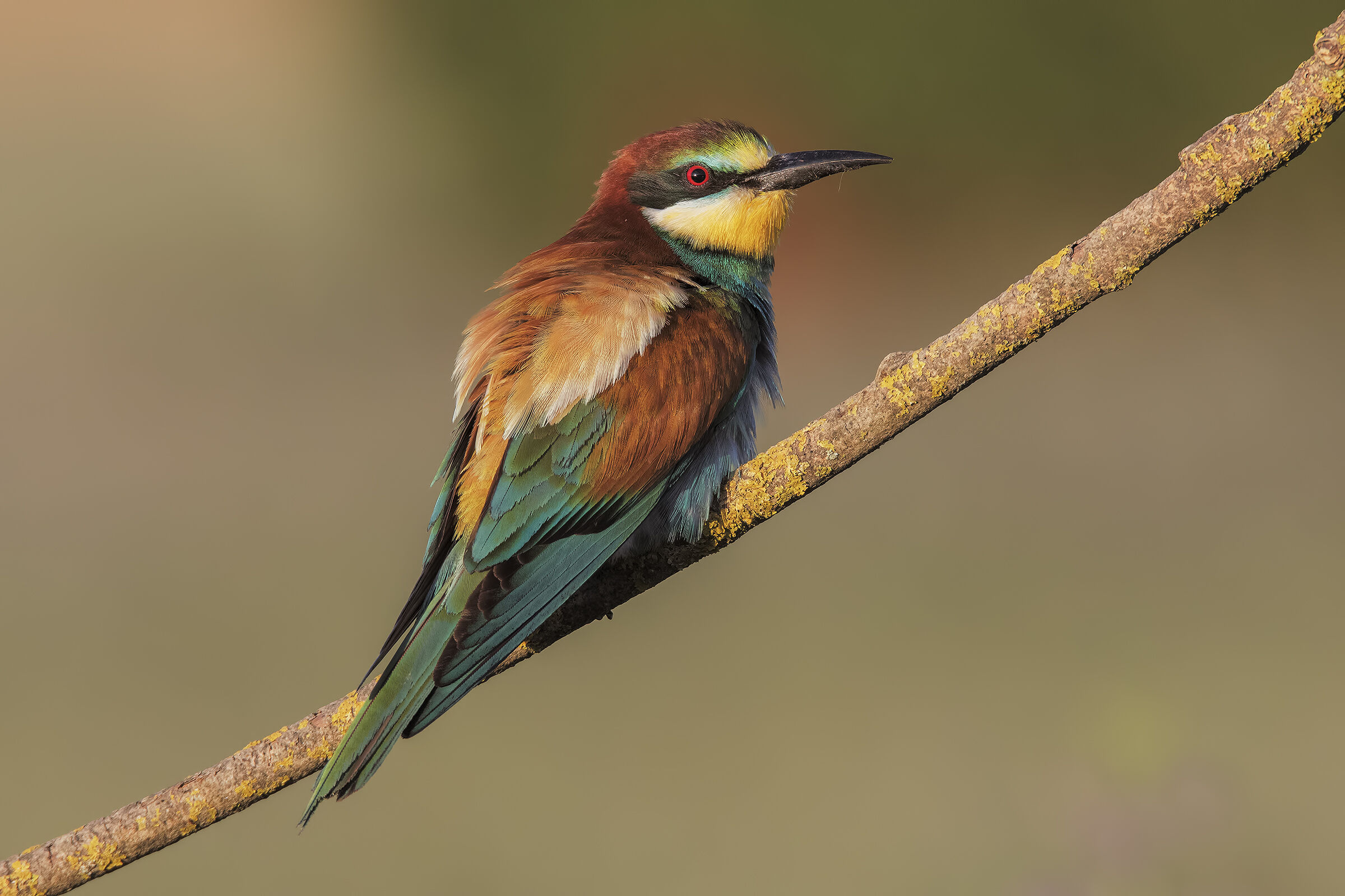 A rainbow of feathers