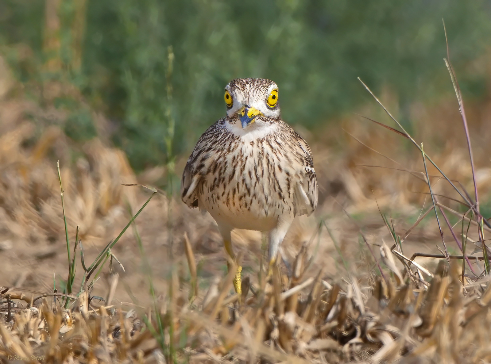 Curlew (Burhinus oedicnemus)
