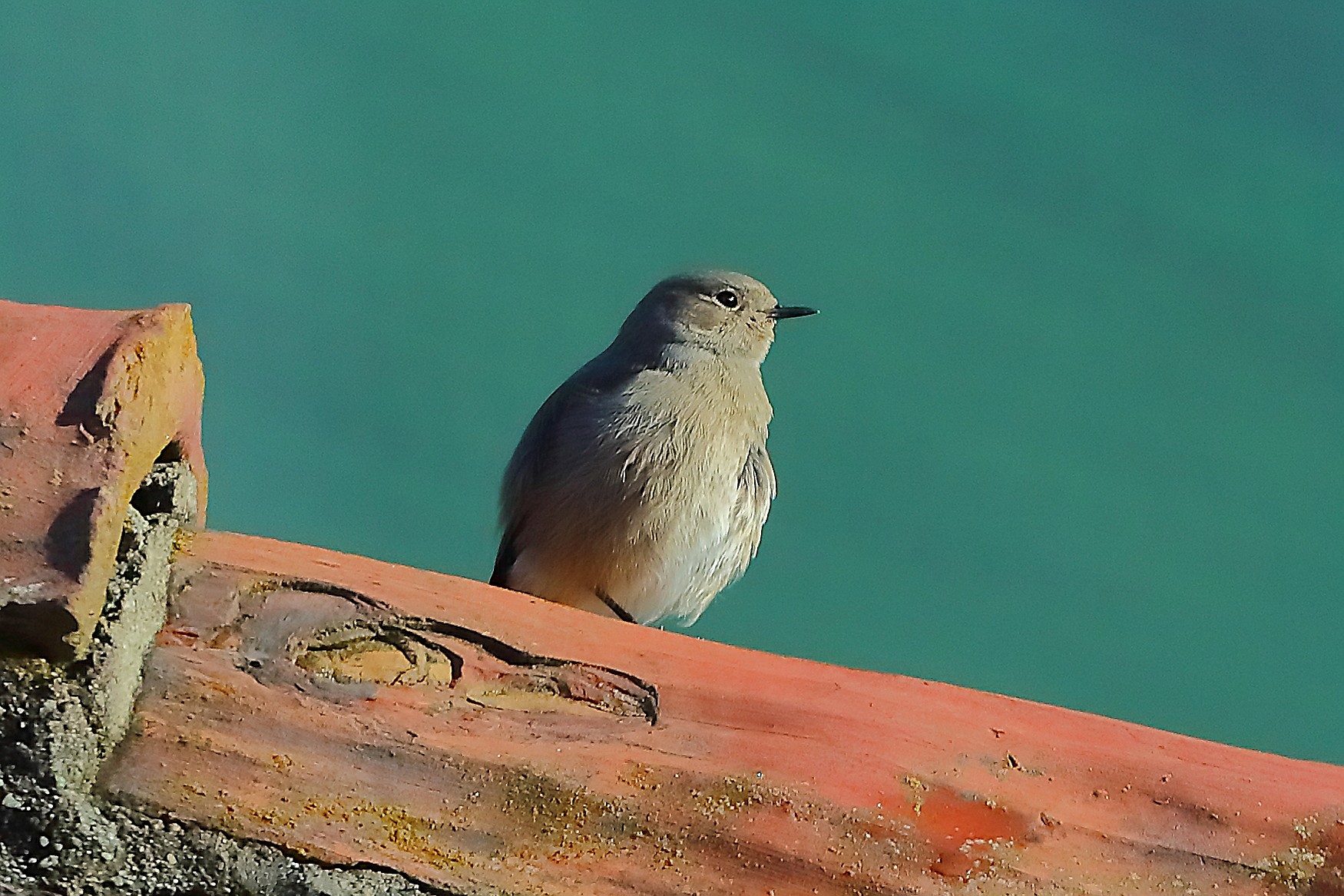 Codirosso S F 17 marzo 2025 - 0023