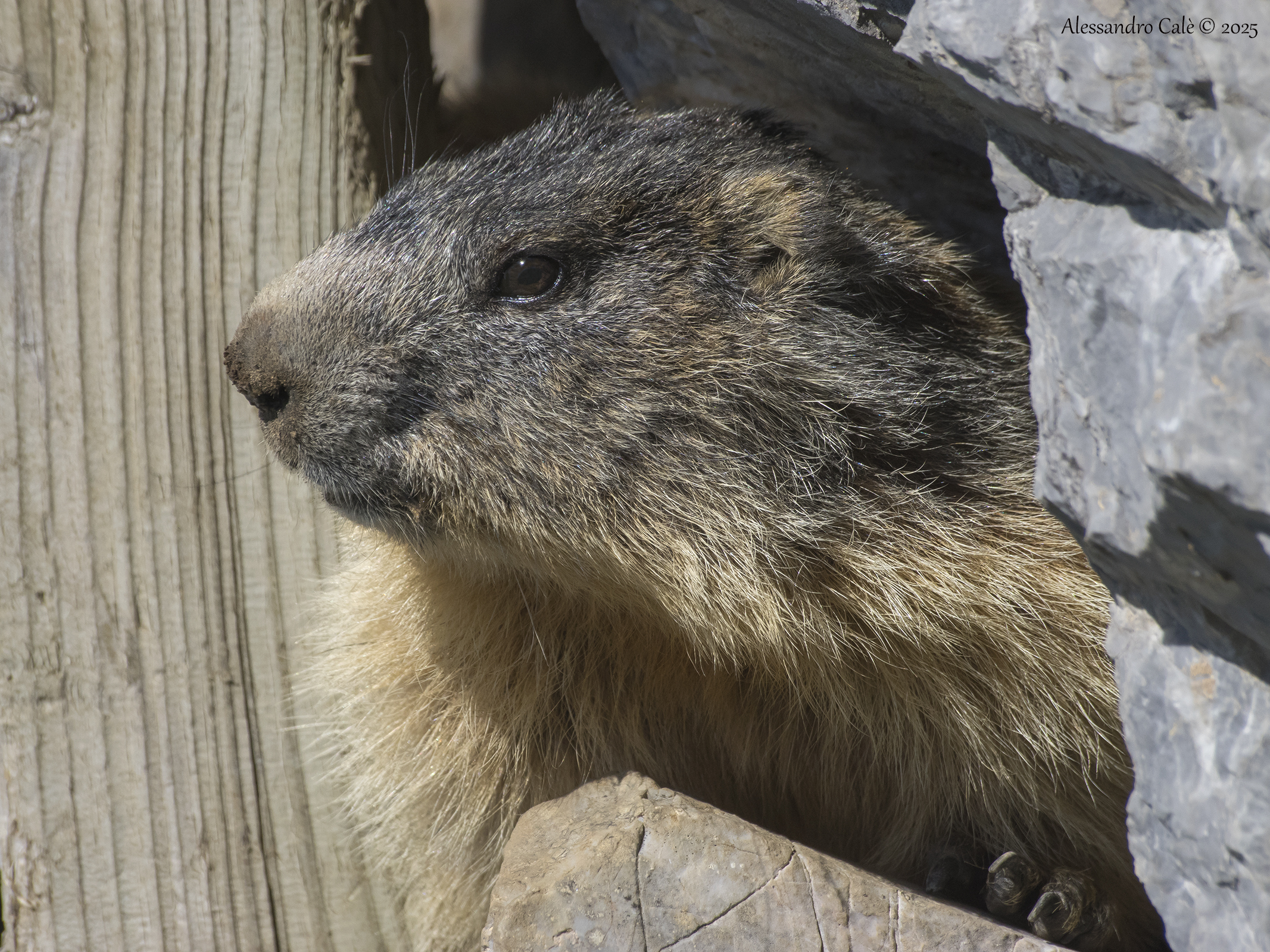 Marmota marmota (Marmot) 4044