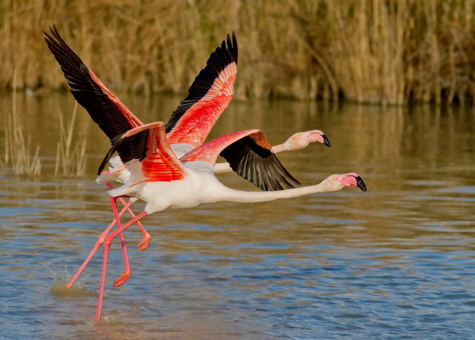 Fenicottero:Involo Veloce