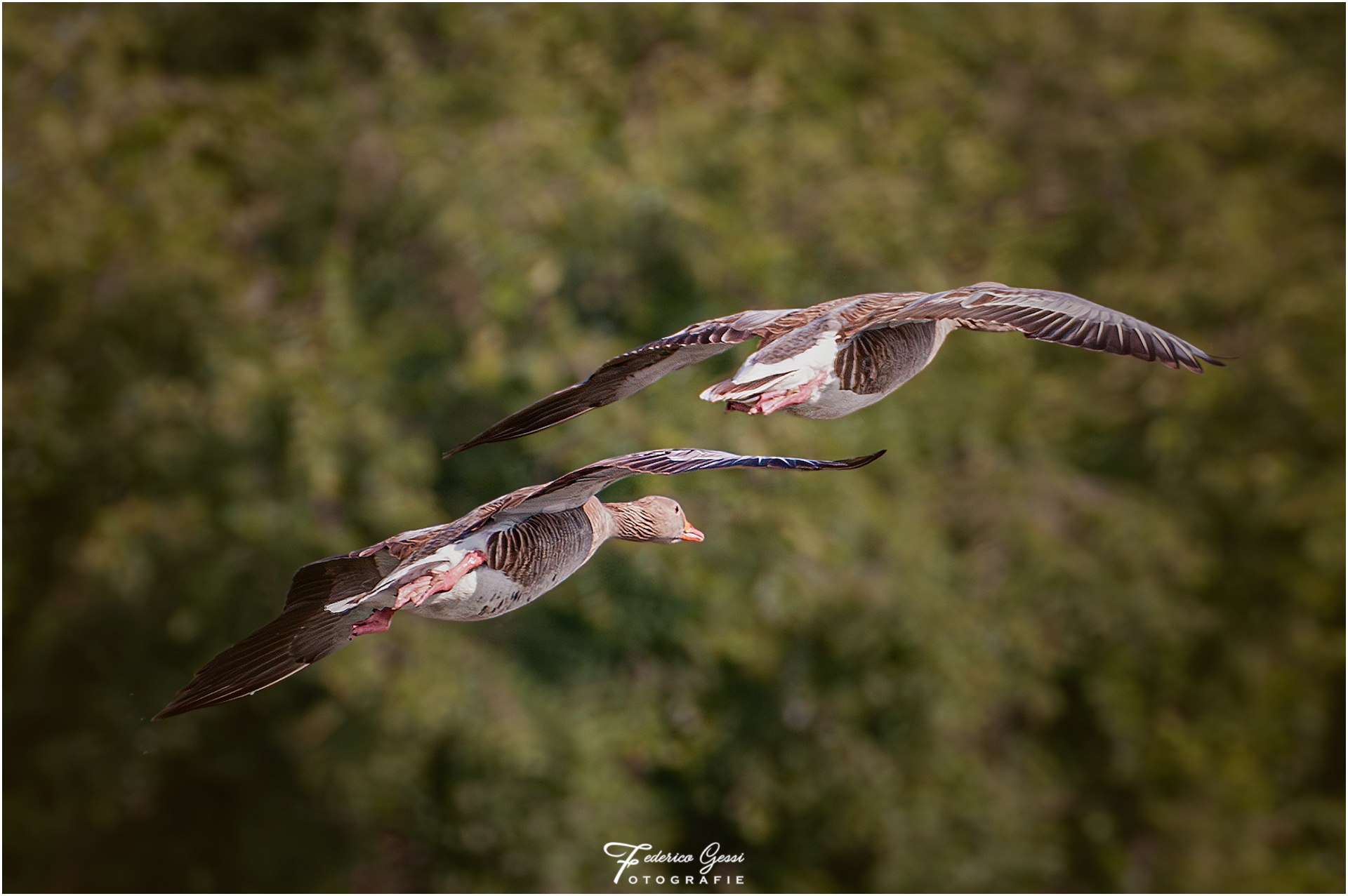 Wild geese in flight