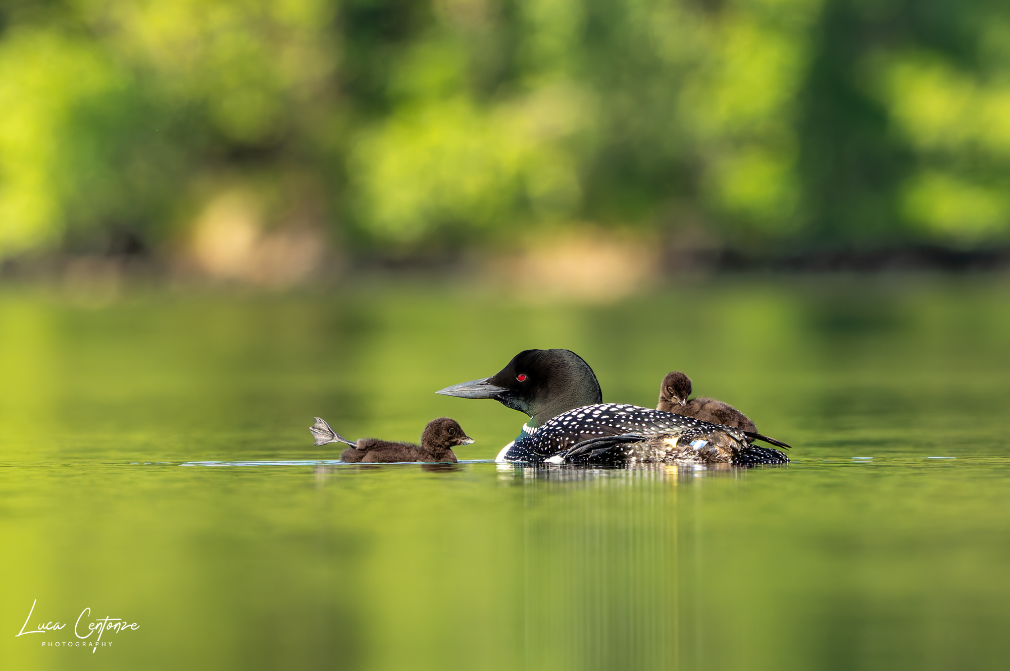 Common Loon (Gavia immer)