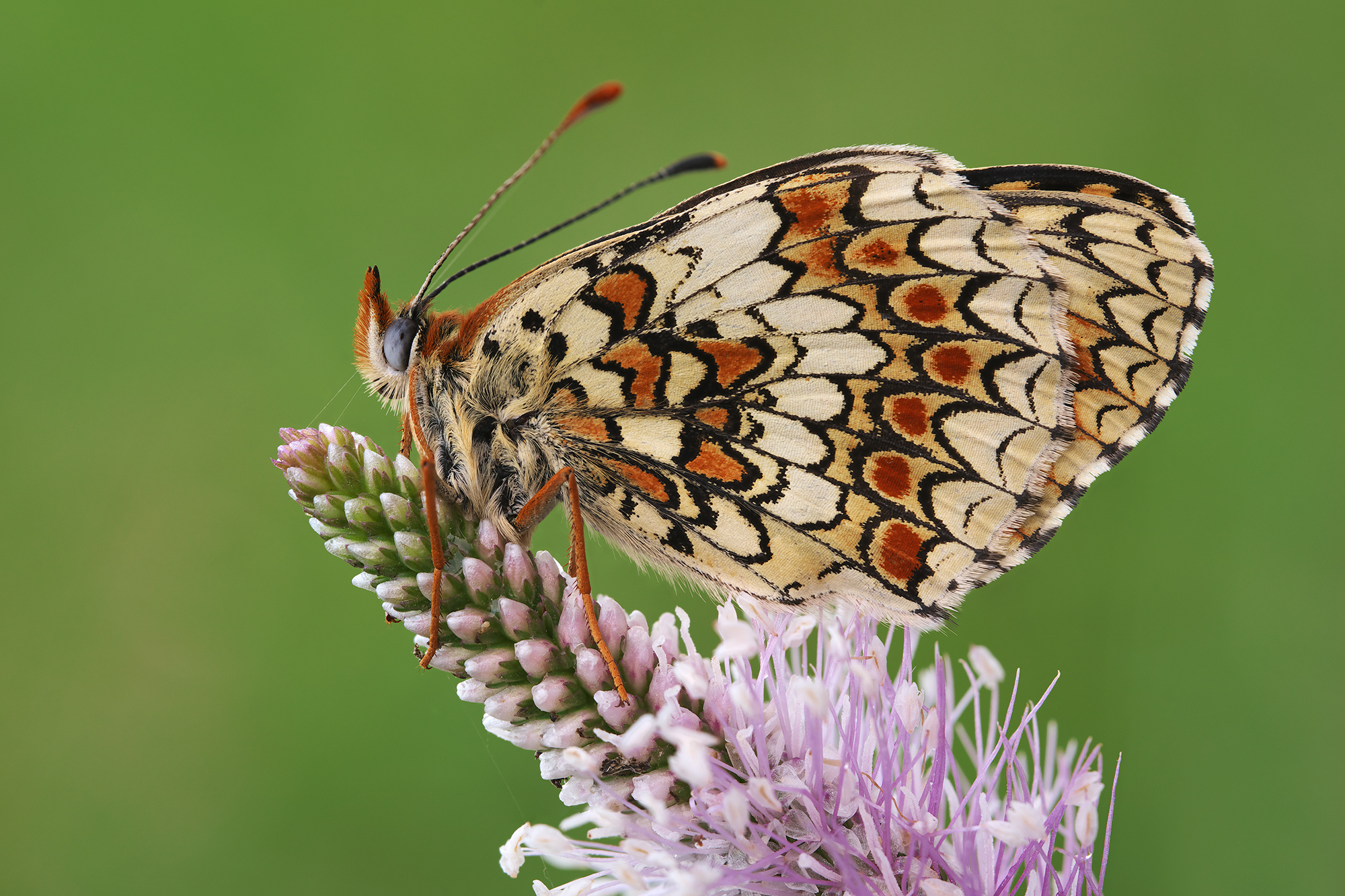 Melitaea febe
