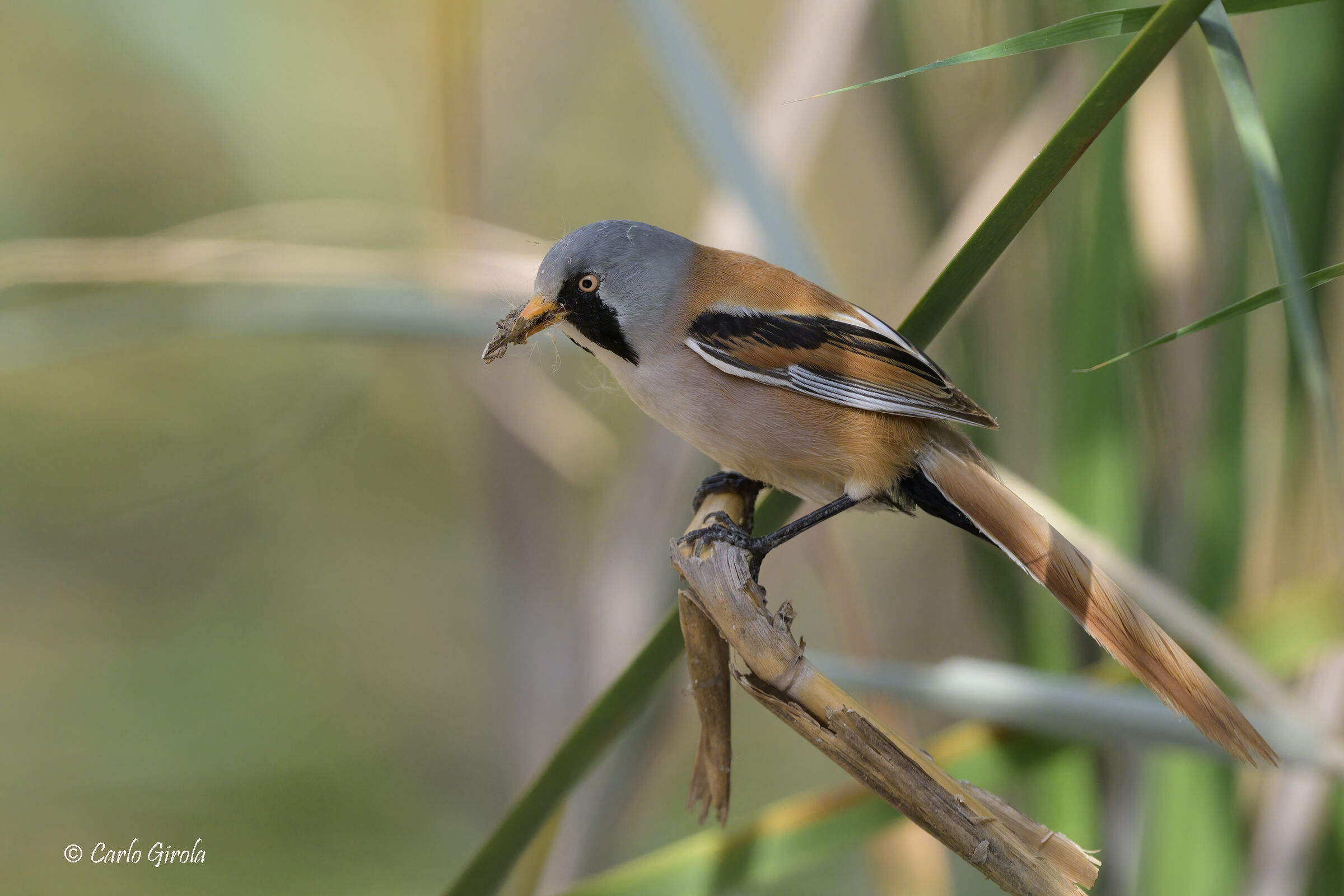 Bearded Stick (Panurus biarmicus)