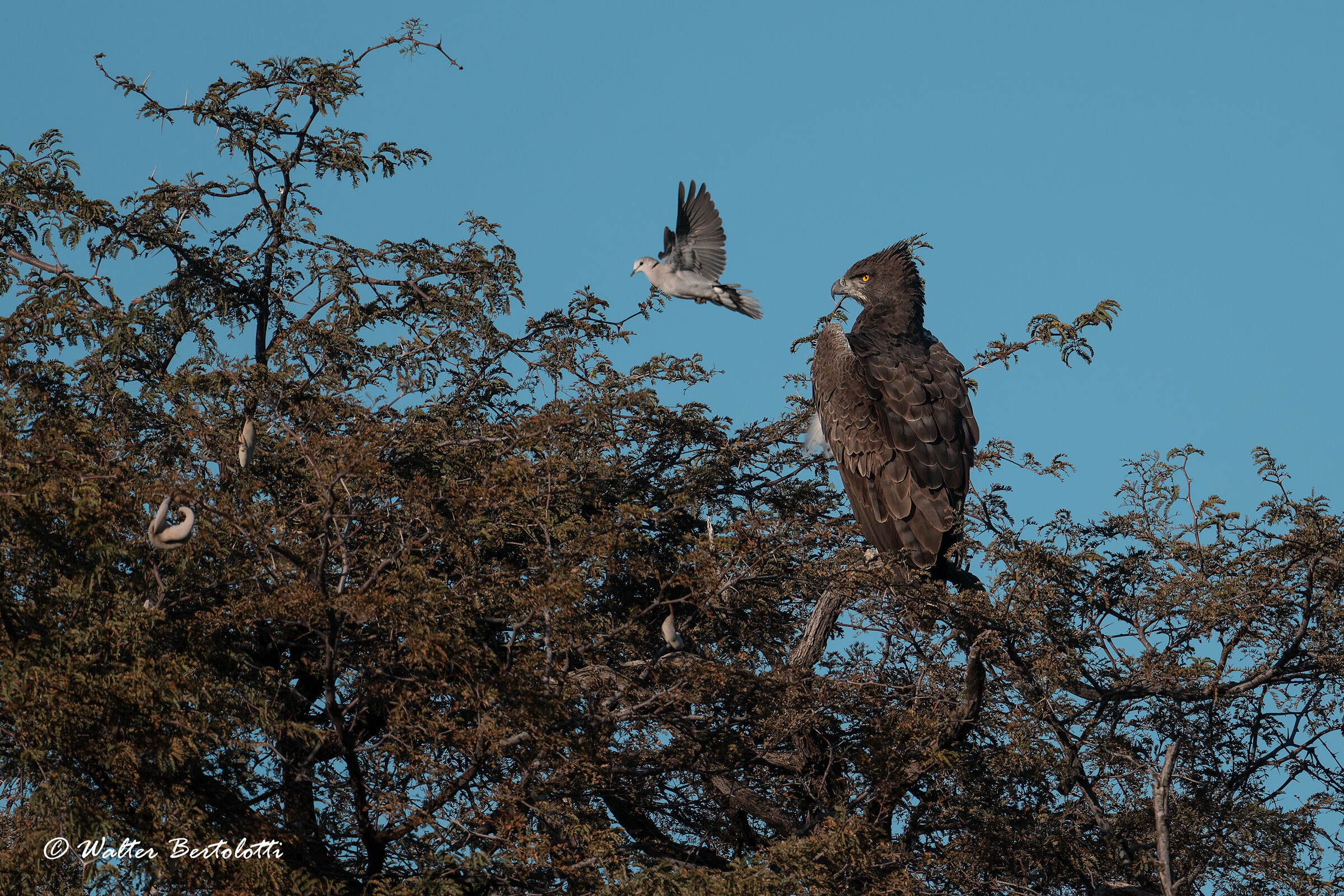 la colomba e l'aquila