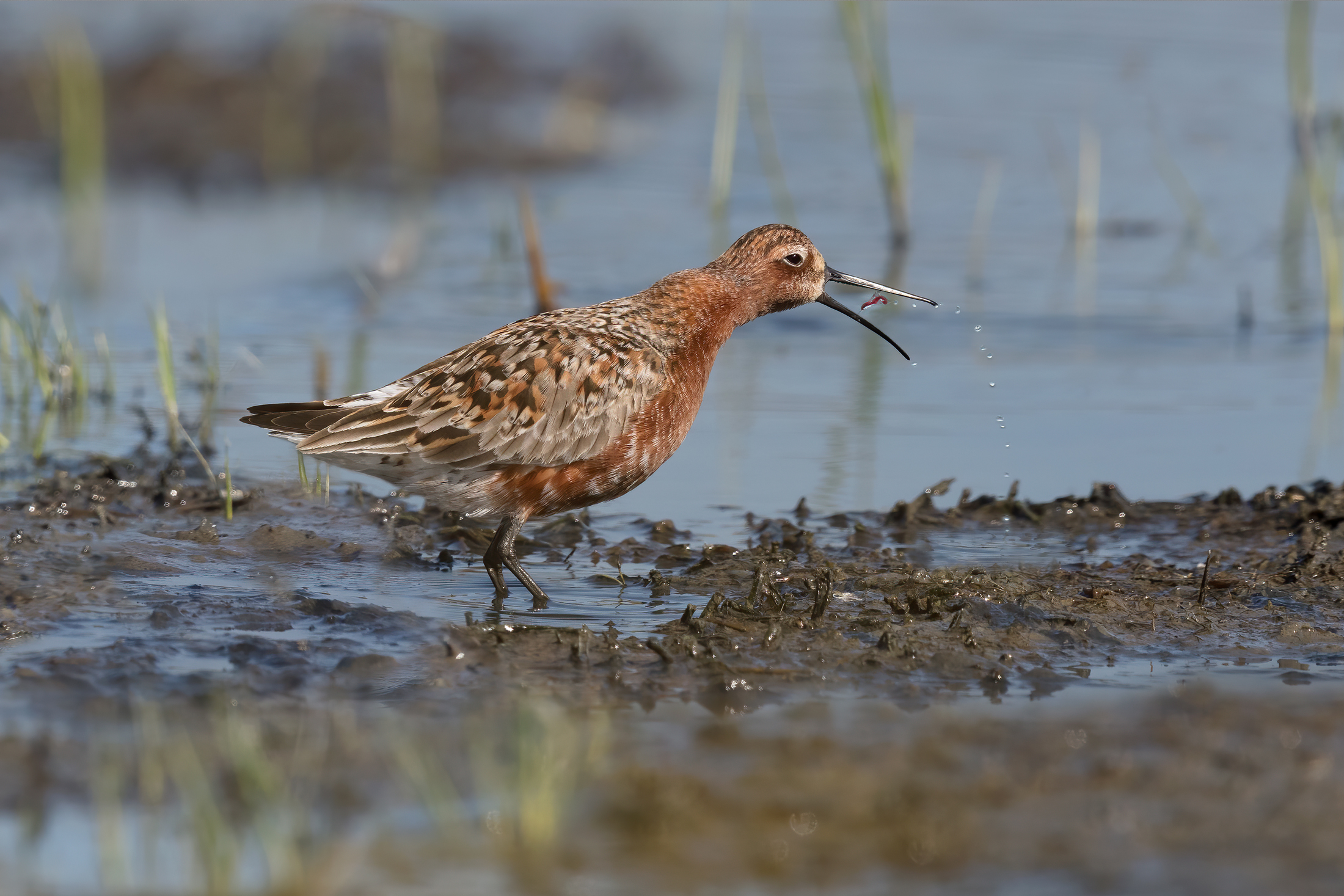 Curlew sandpiper