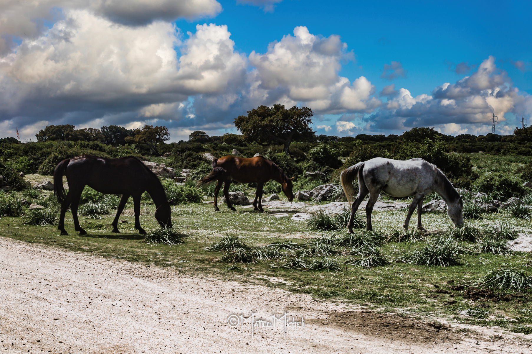 Horses of the Giara