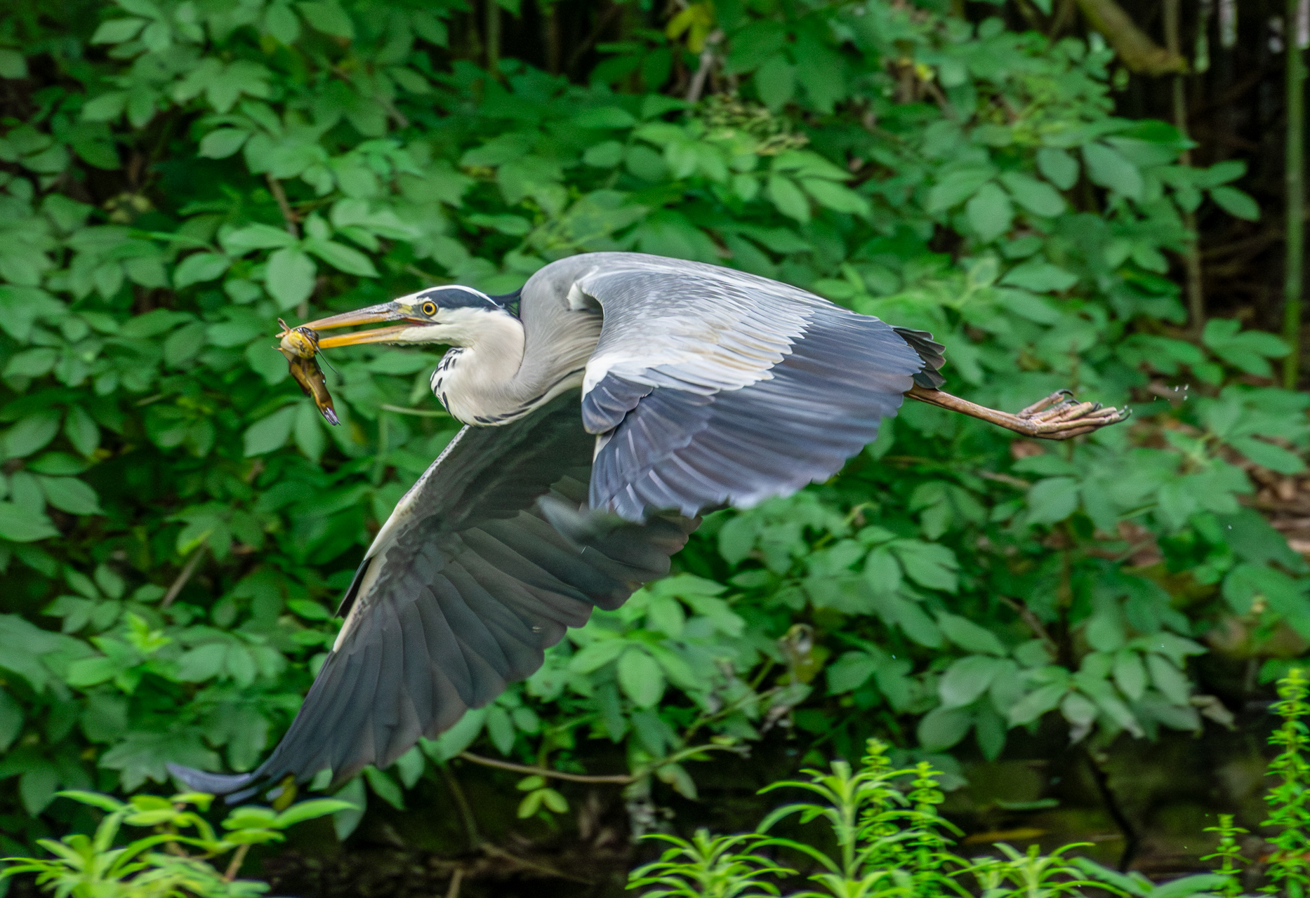 Grey heron