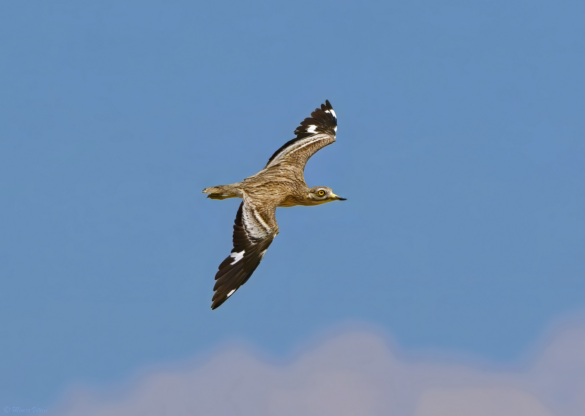 The turn of the Curlew