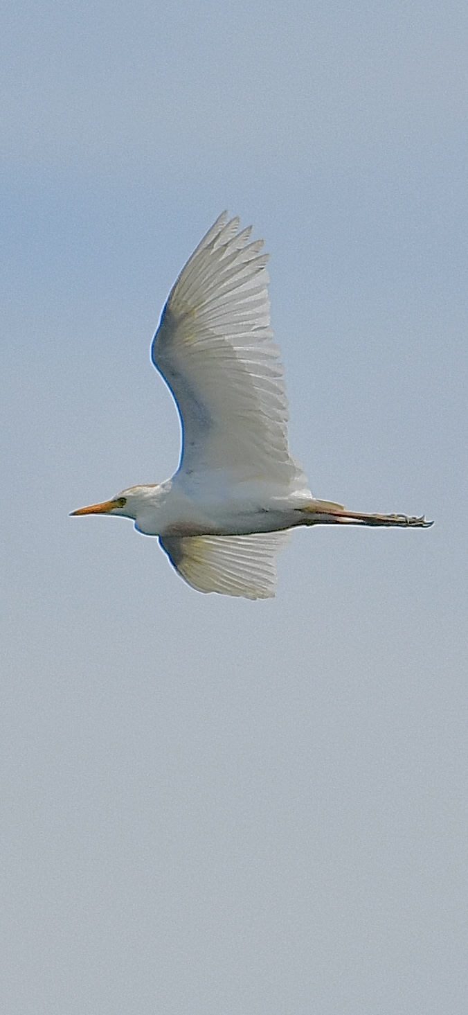 Airone guardabuoi (Bubulcus ibis)