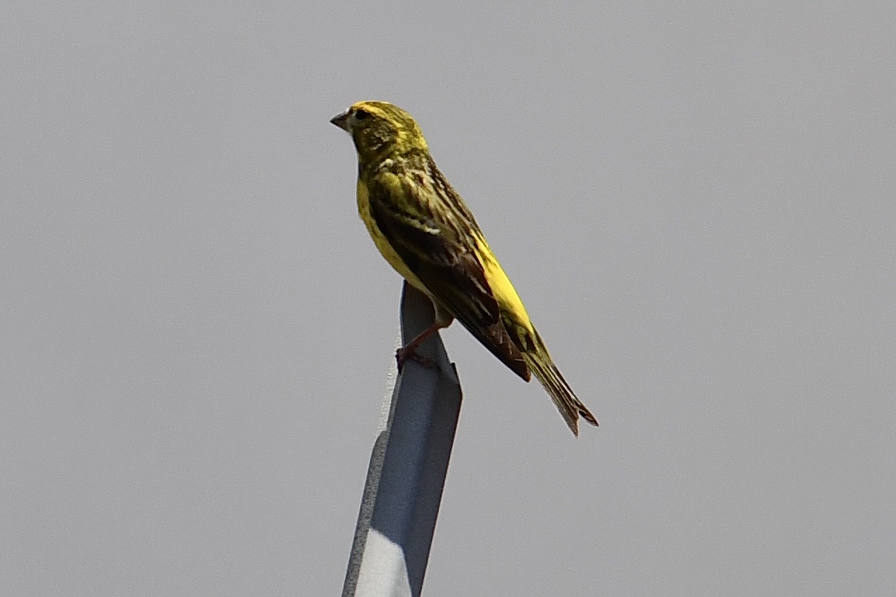 Verzellino (Serinus serinus)