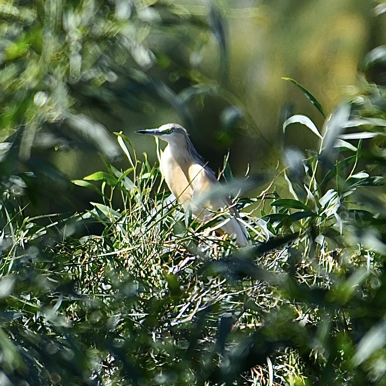 Sgarza ciuffetto (Ardeola ralloides)