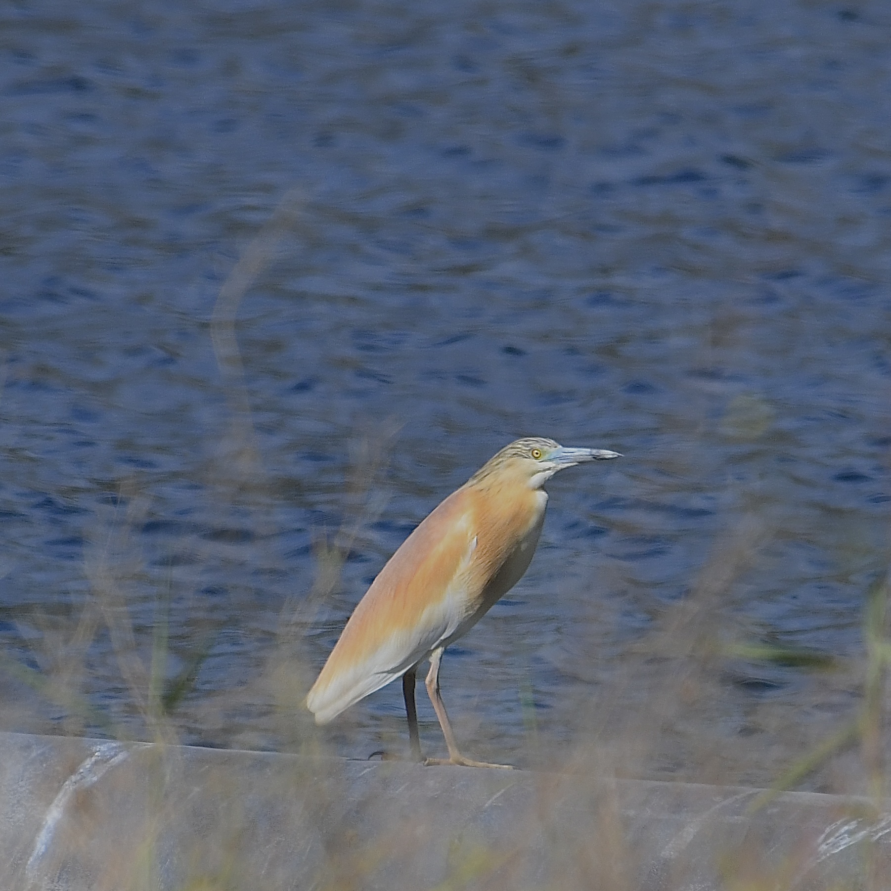 Sgarza ciuffetto (Ardeola ralloides)