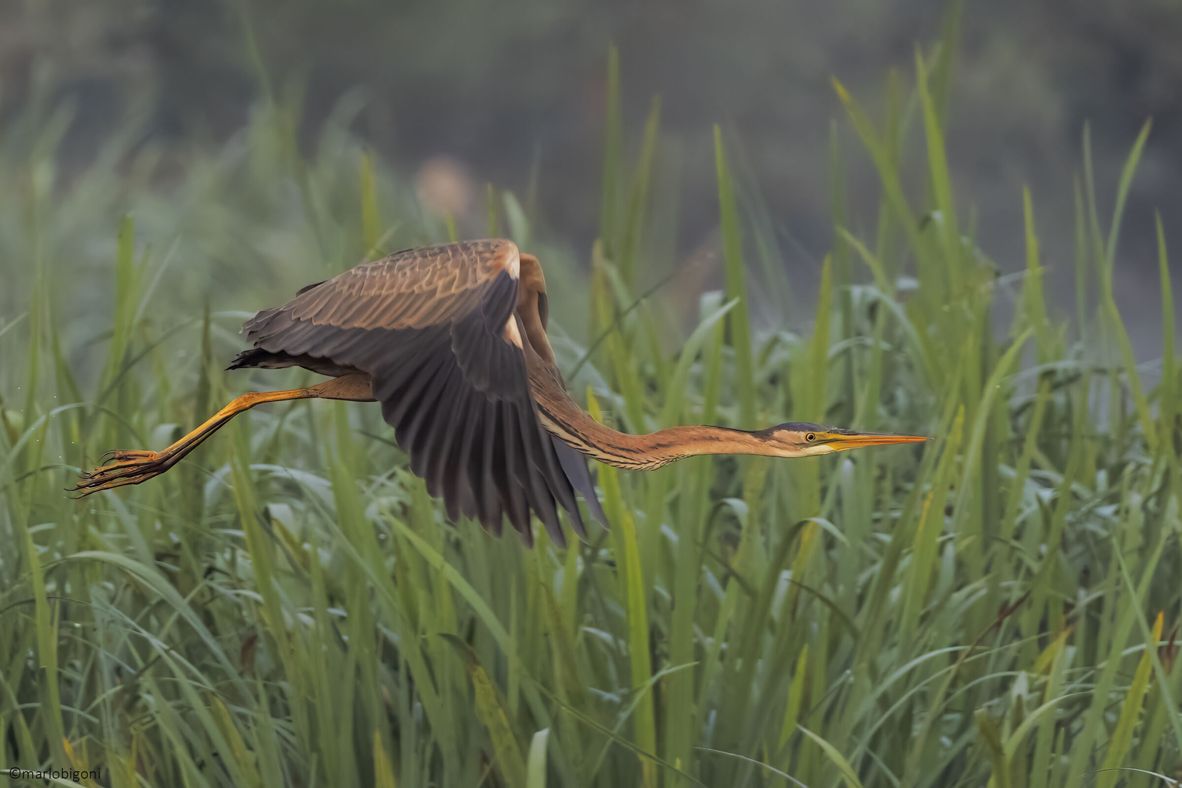 Purple heron