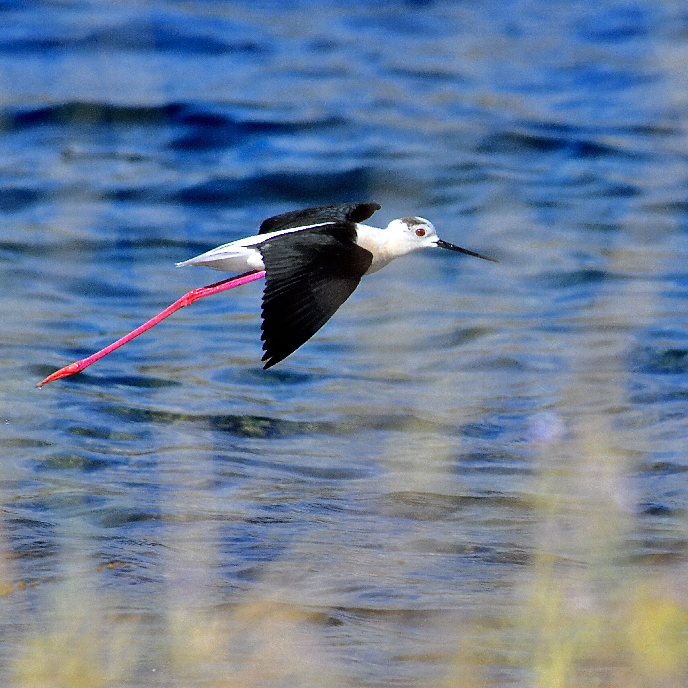 Cavaliere d'Italia (Himantopus himantopus)
