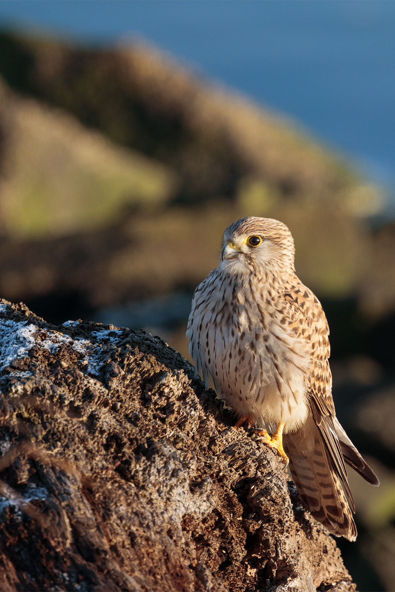 Kestrel