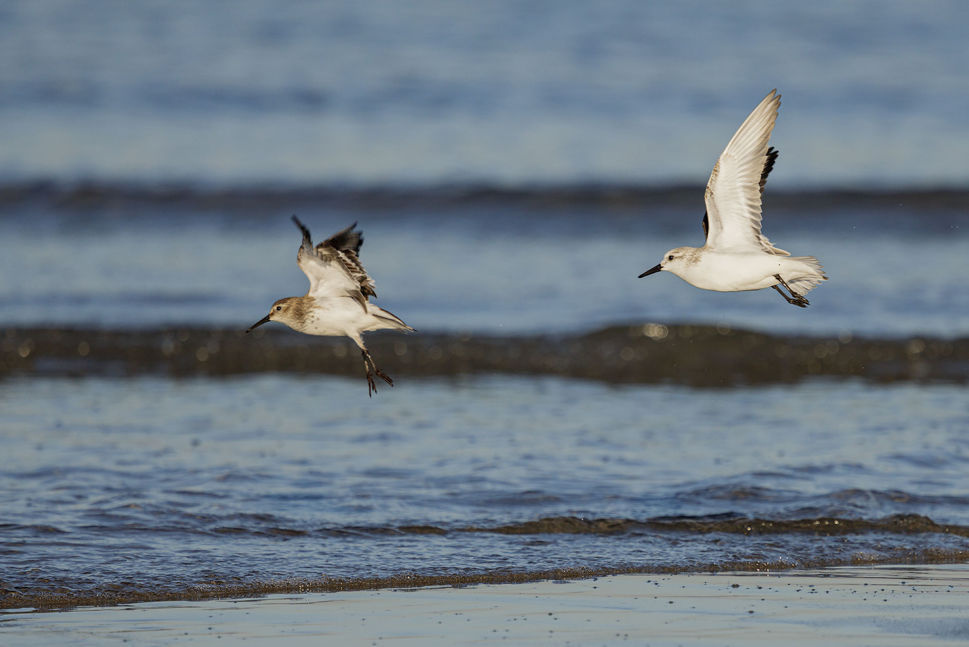 Sandpiper Blackbelly and three-toed