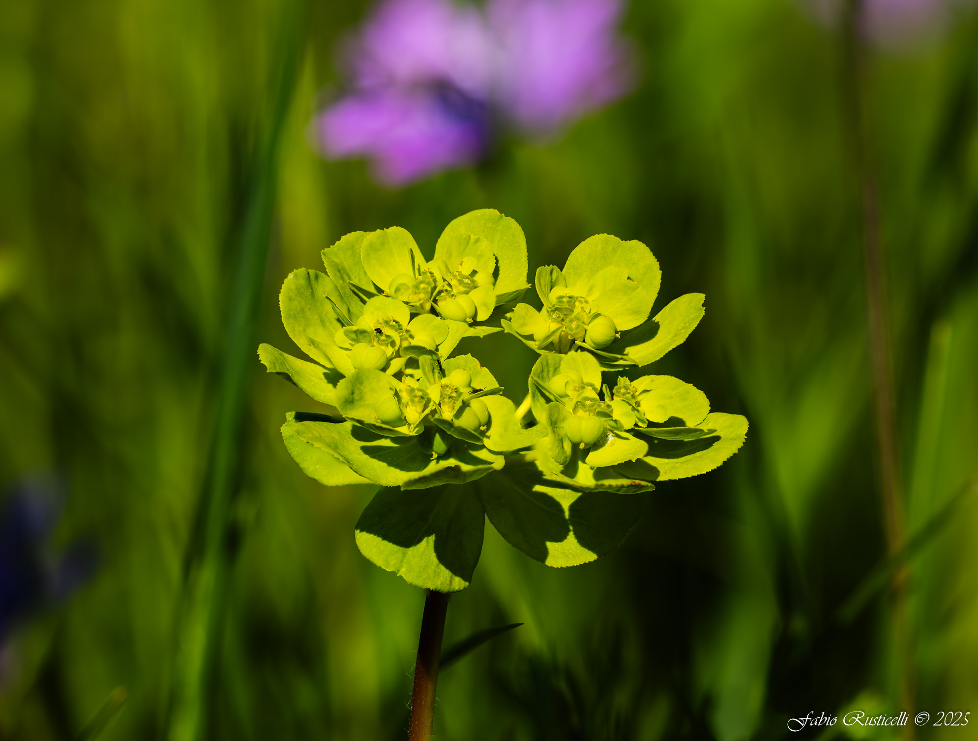Euphorbia Helioscopia
