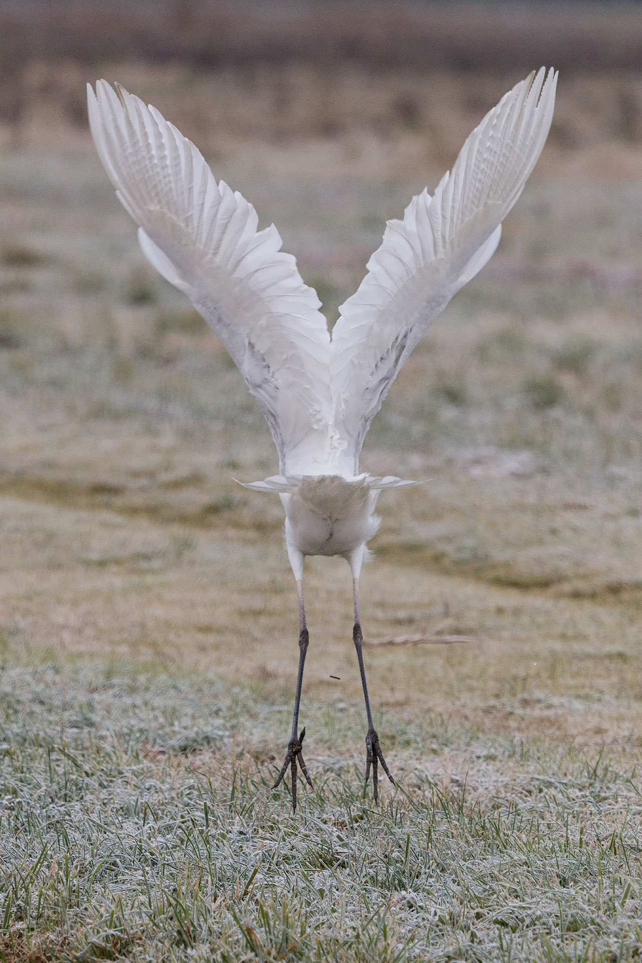 Great Egret