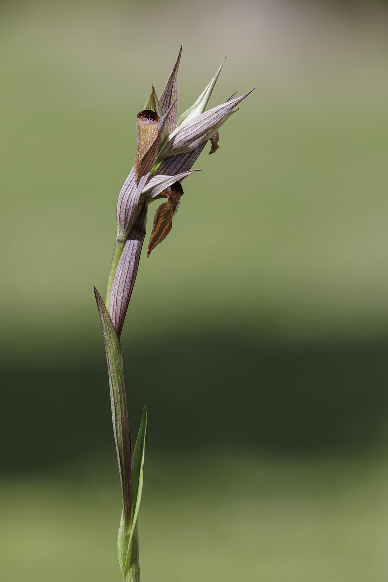 Vomeracea serapias orchid