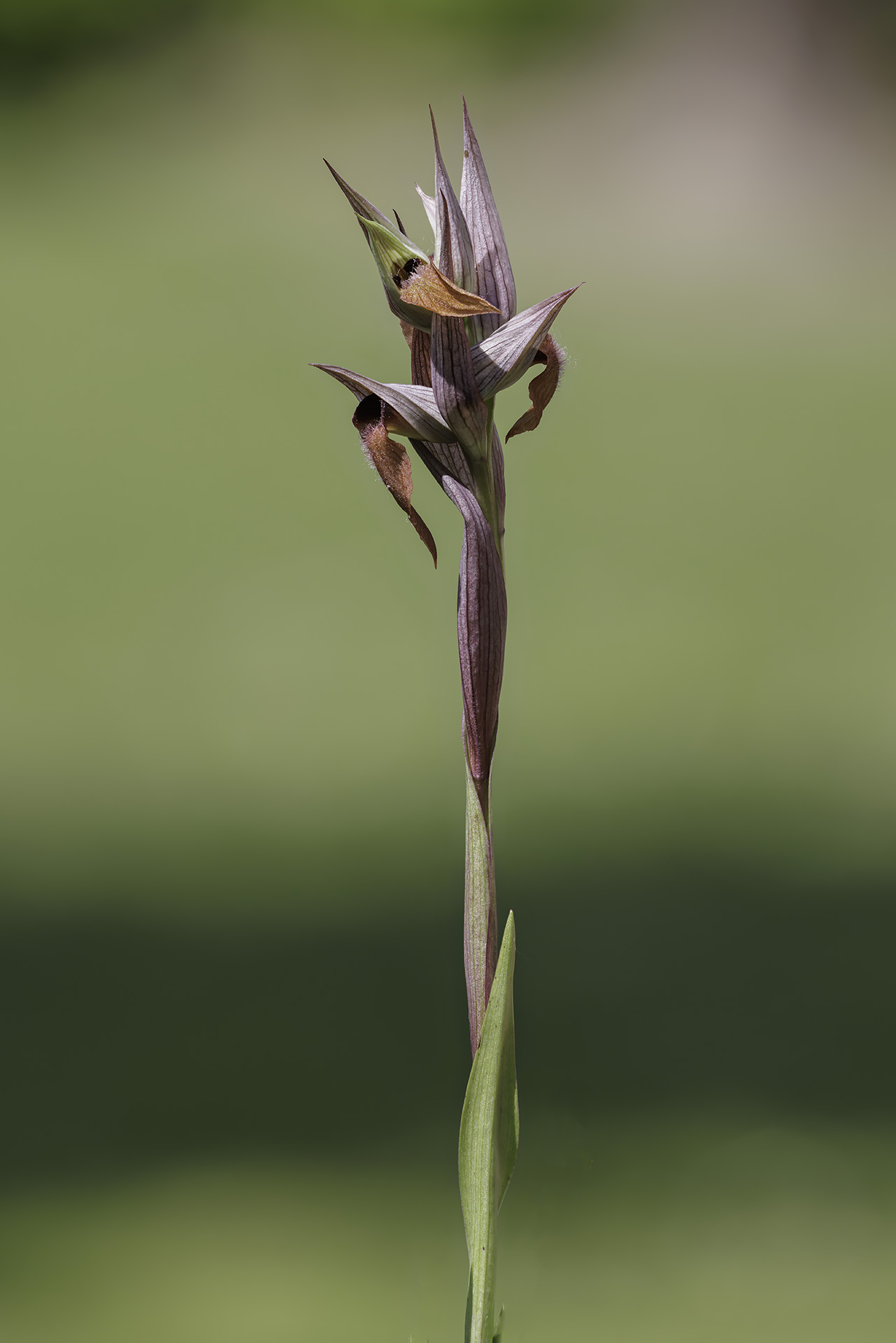 Vomeracea serapias orchid